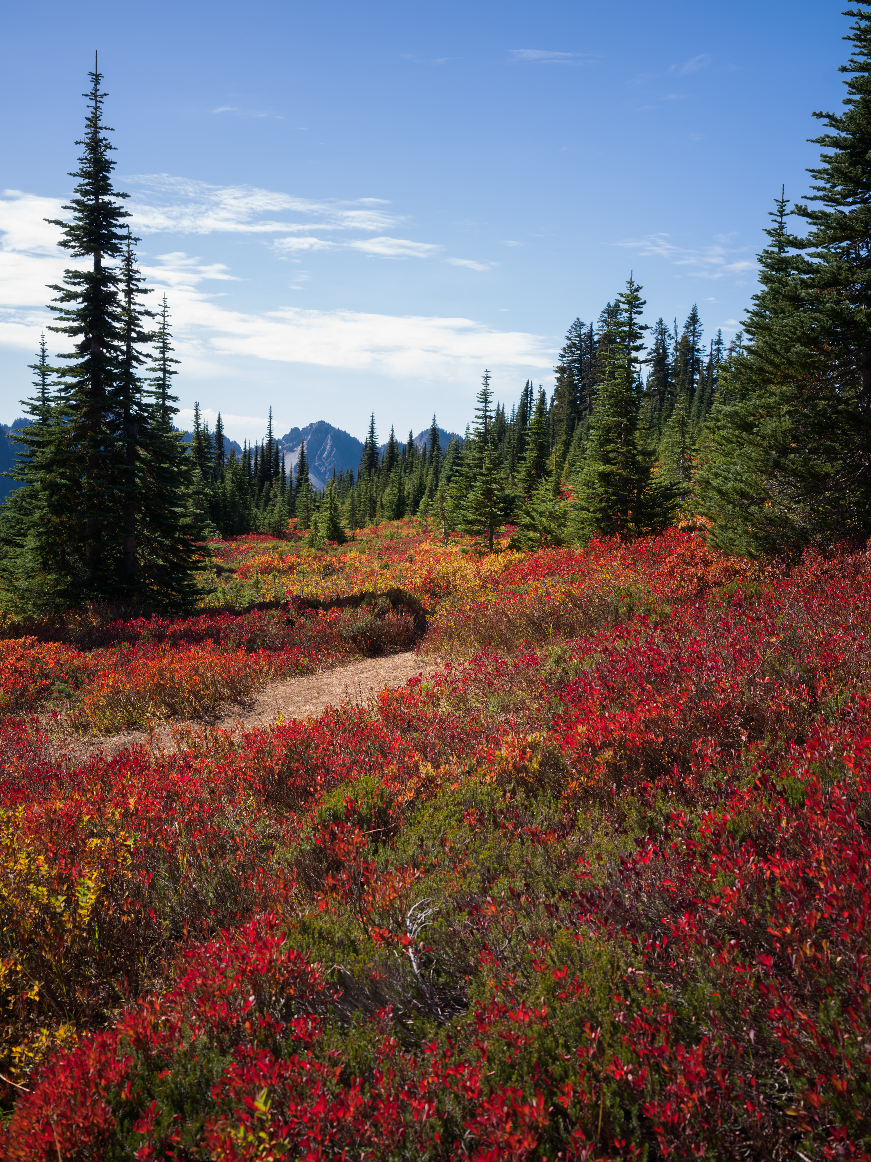 Mount Rainier NP 2026 photo 13 by Bowen Hou