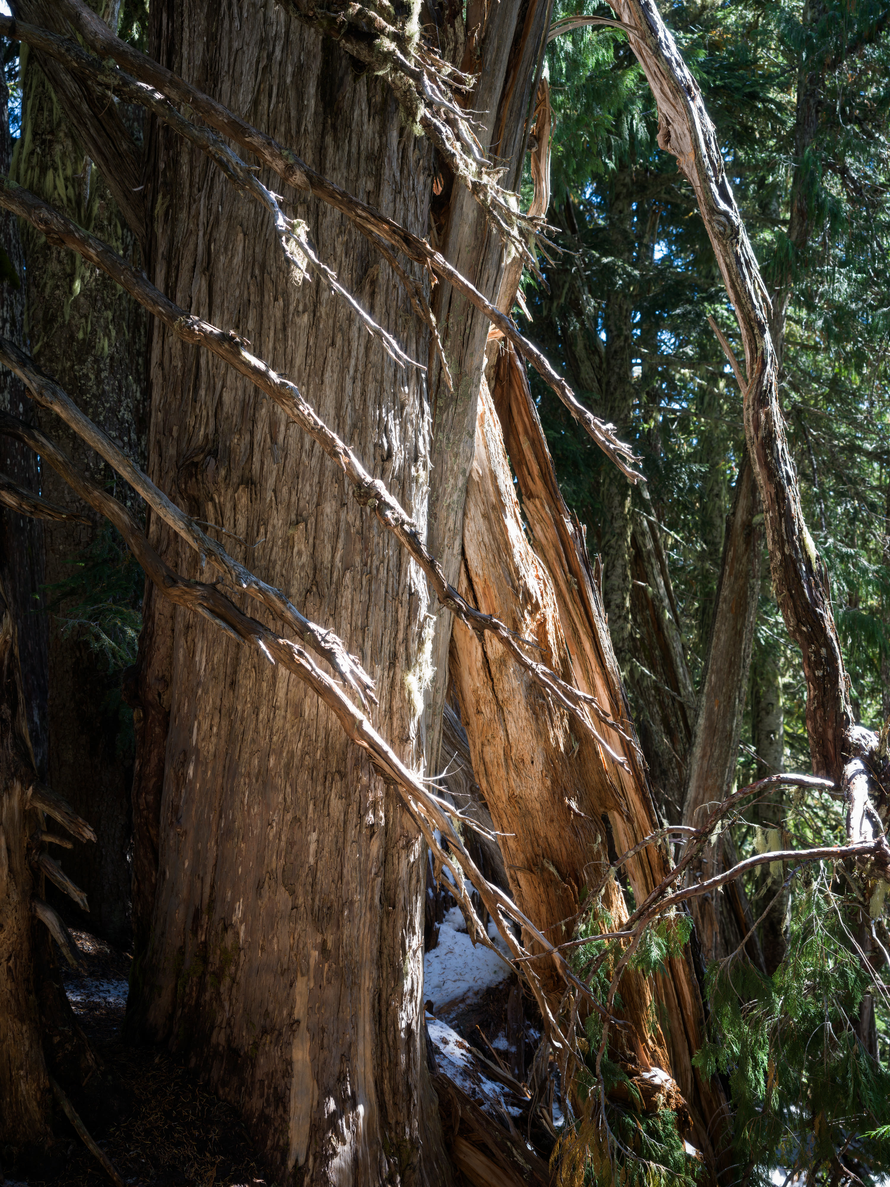 Mount Rainier NP 2026 photo 2 by Bowen Hou