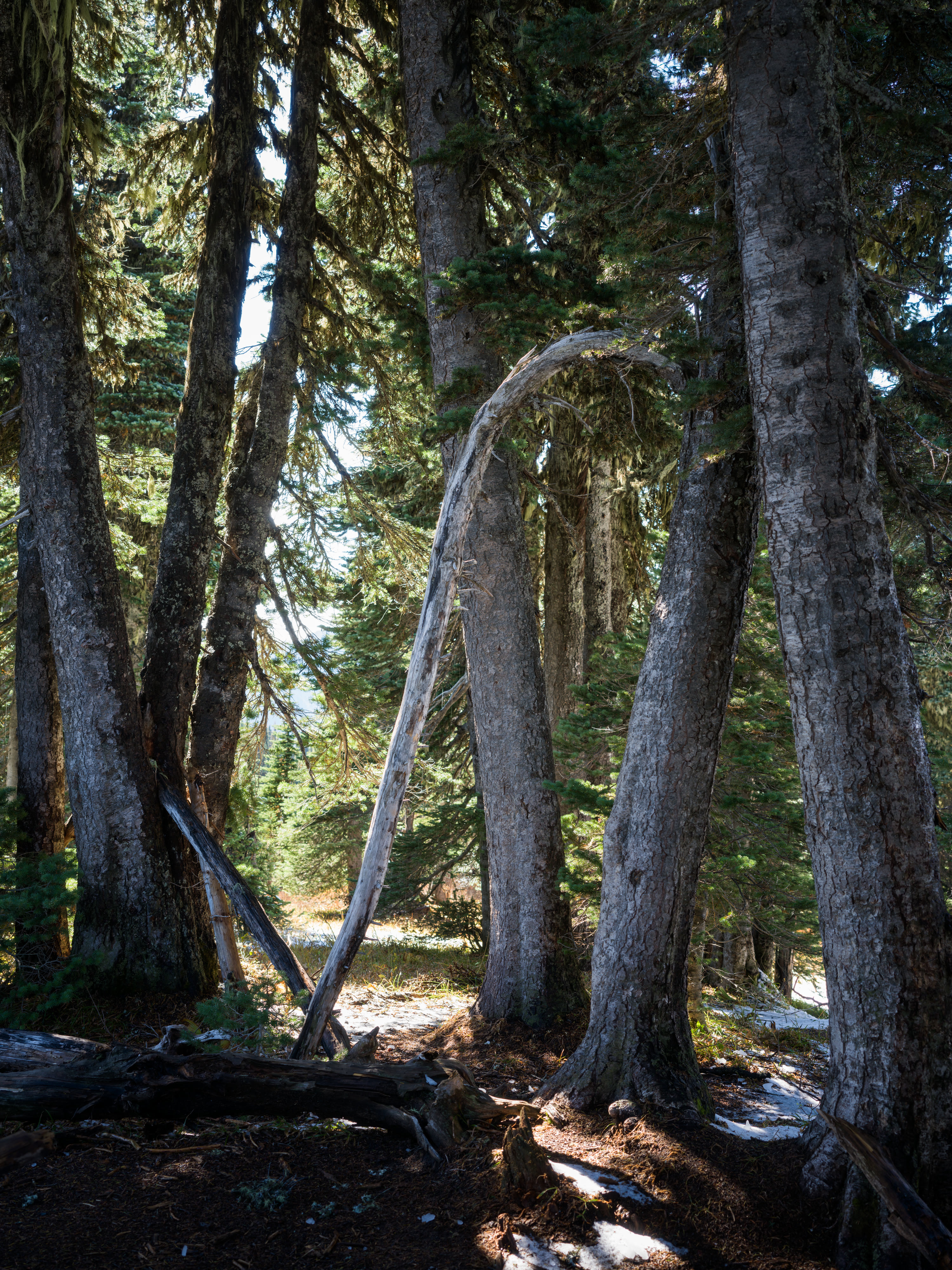 Mount Rainier NP 2026 photo 4 by Bowen Hou