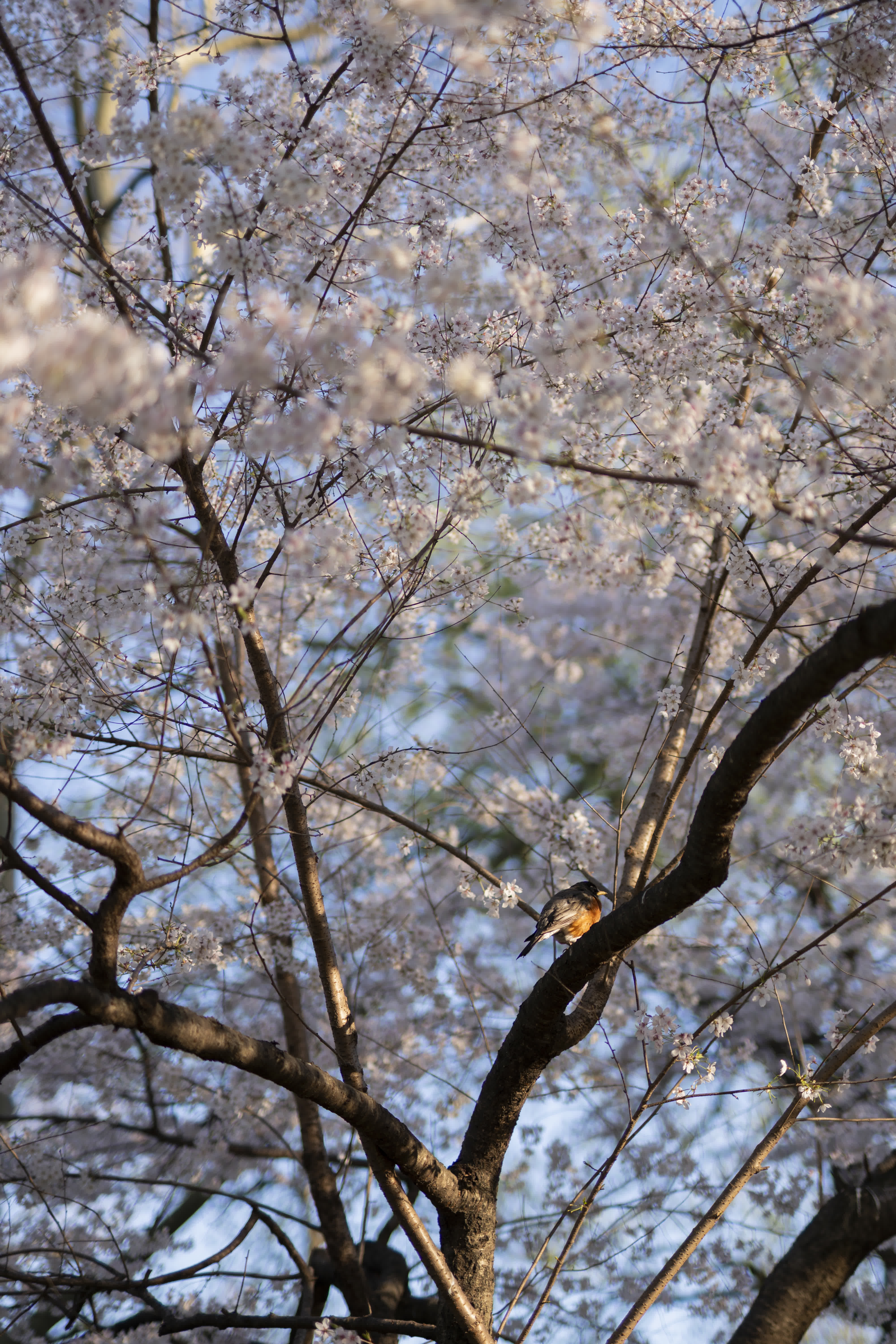 Central Park in Bloom photo 11 by Bowen Hou