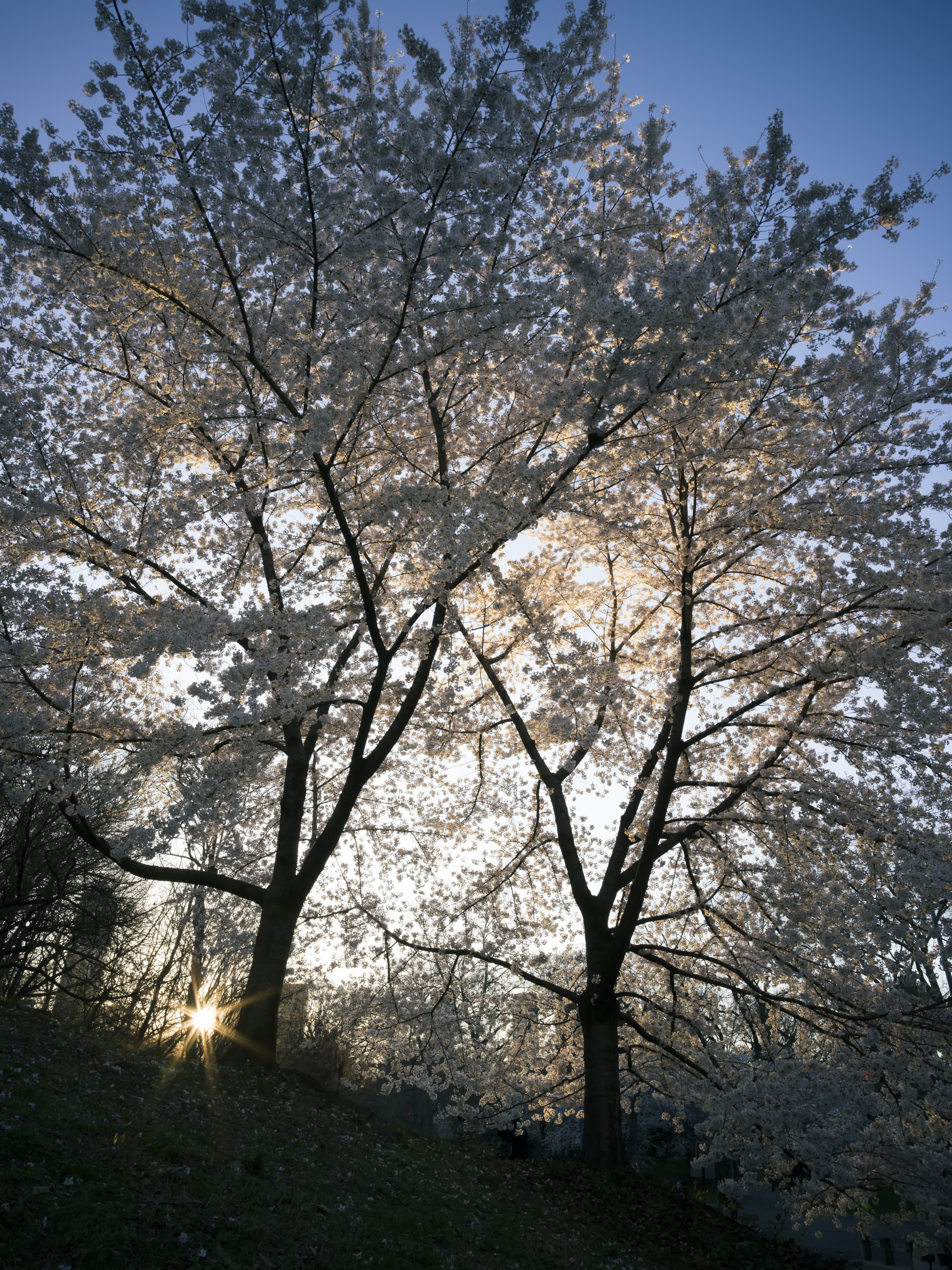 Central Park in Bloom photo 2 by Bowen Hou