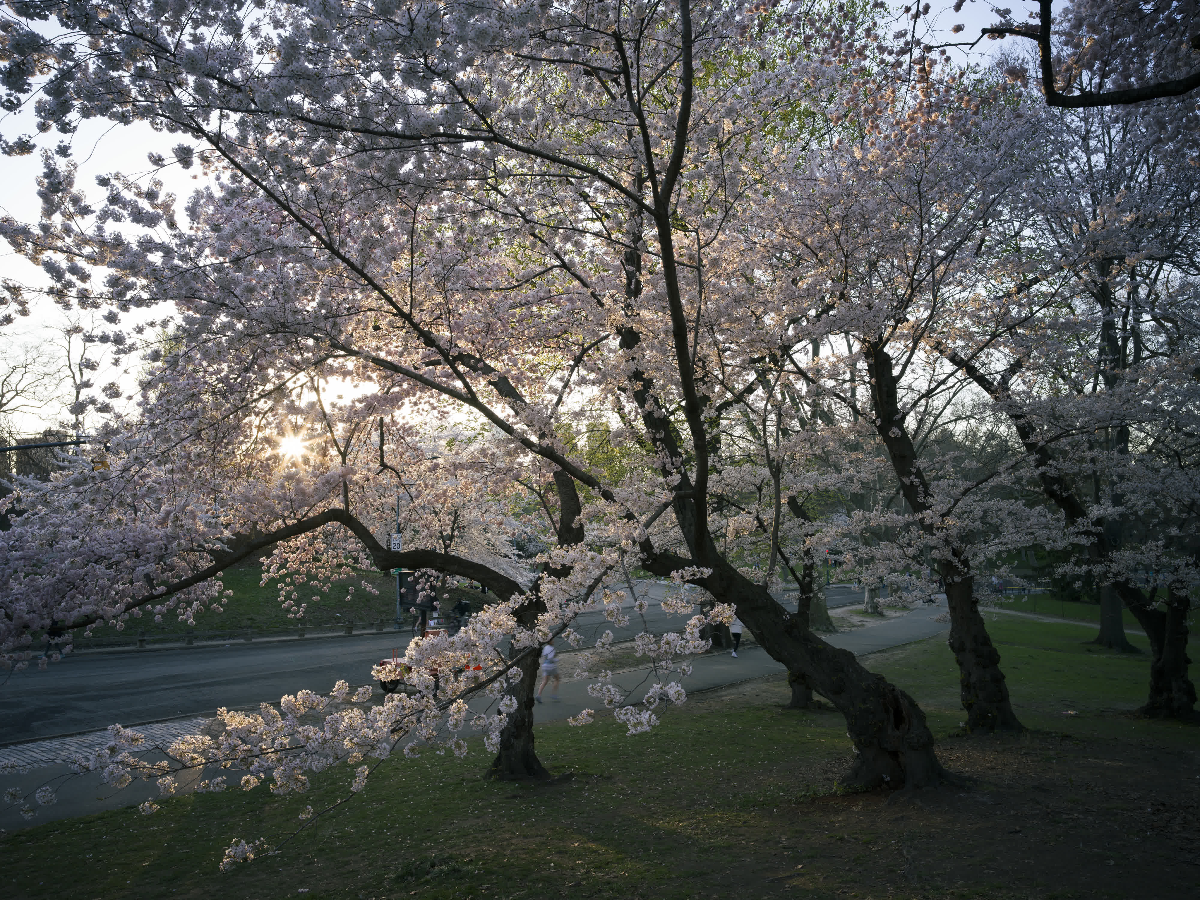Central Park in Bloom photo 3 by Bowen Hou