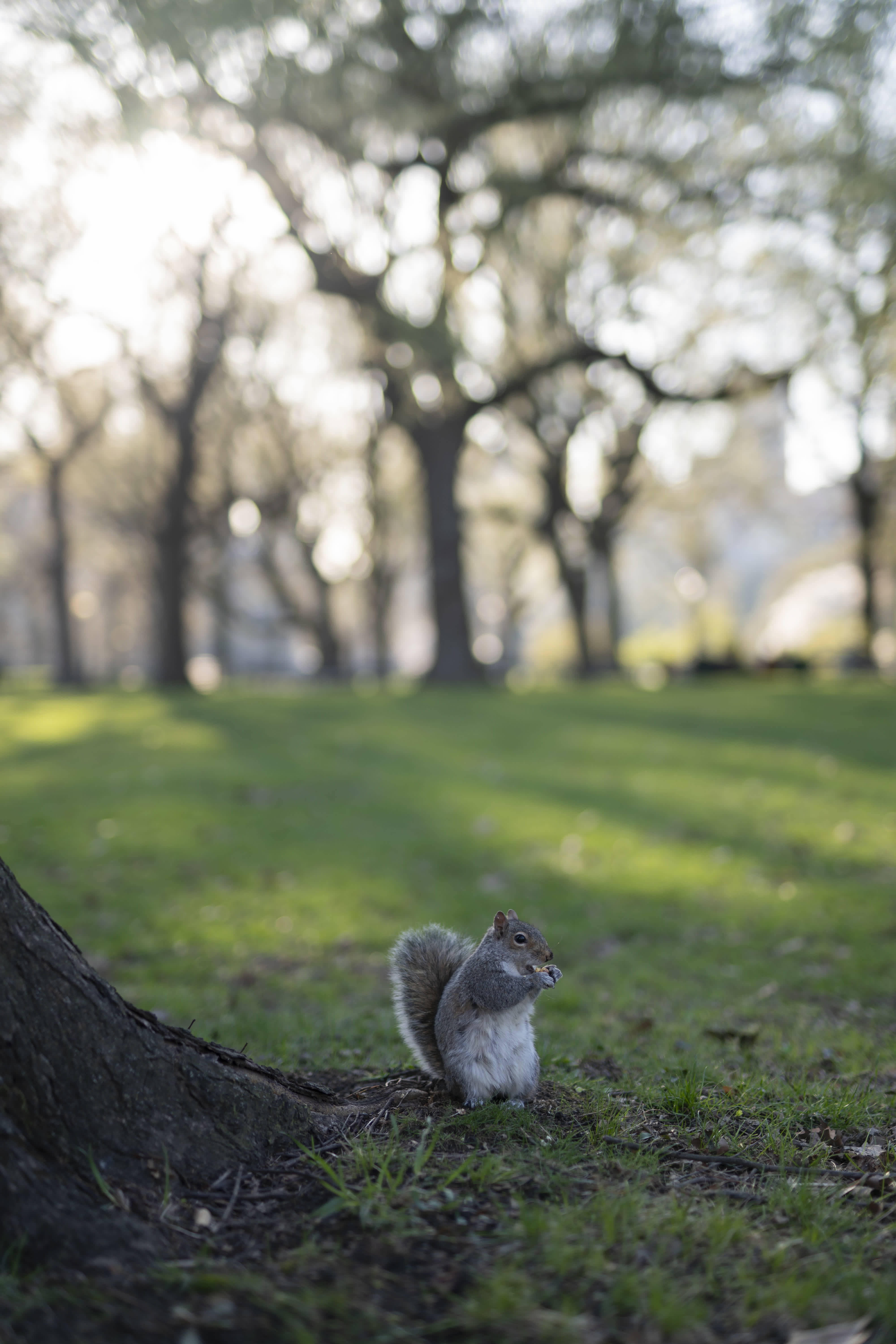 Central Park in Bloom photo 4 by Bowen Hou
