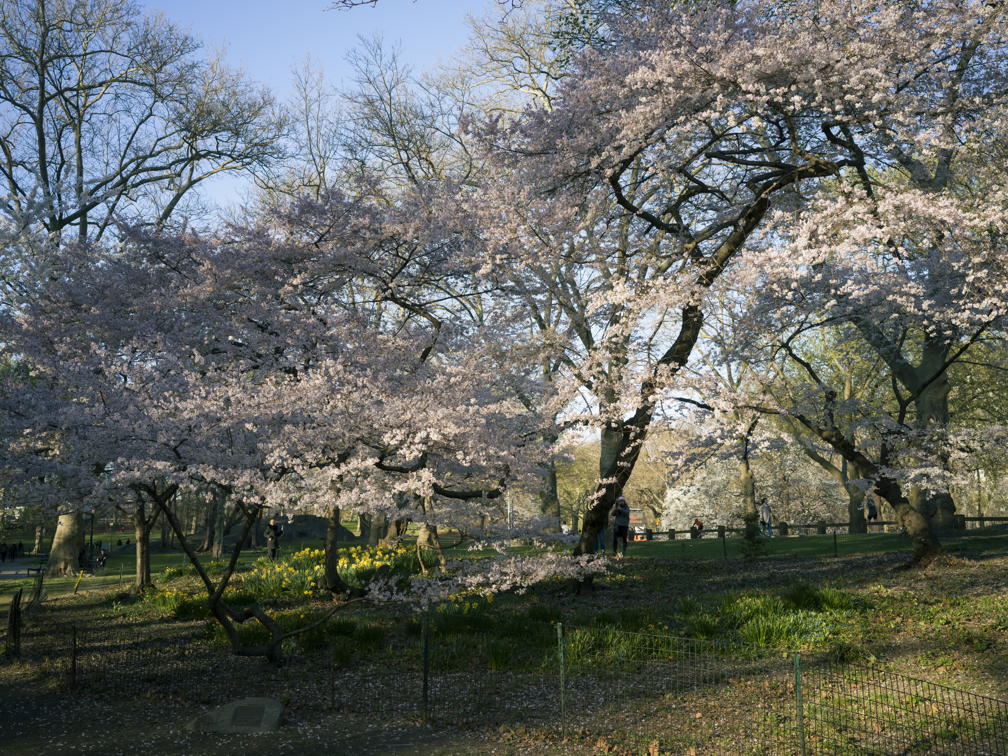 Central Park in Bloom photo 5 by Bowen Hou