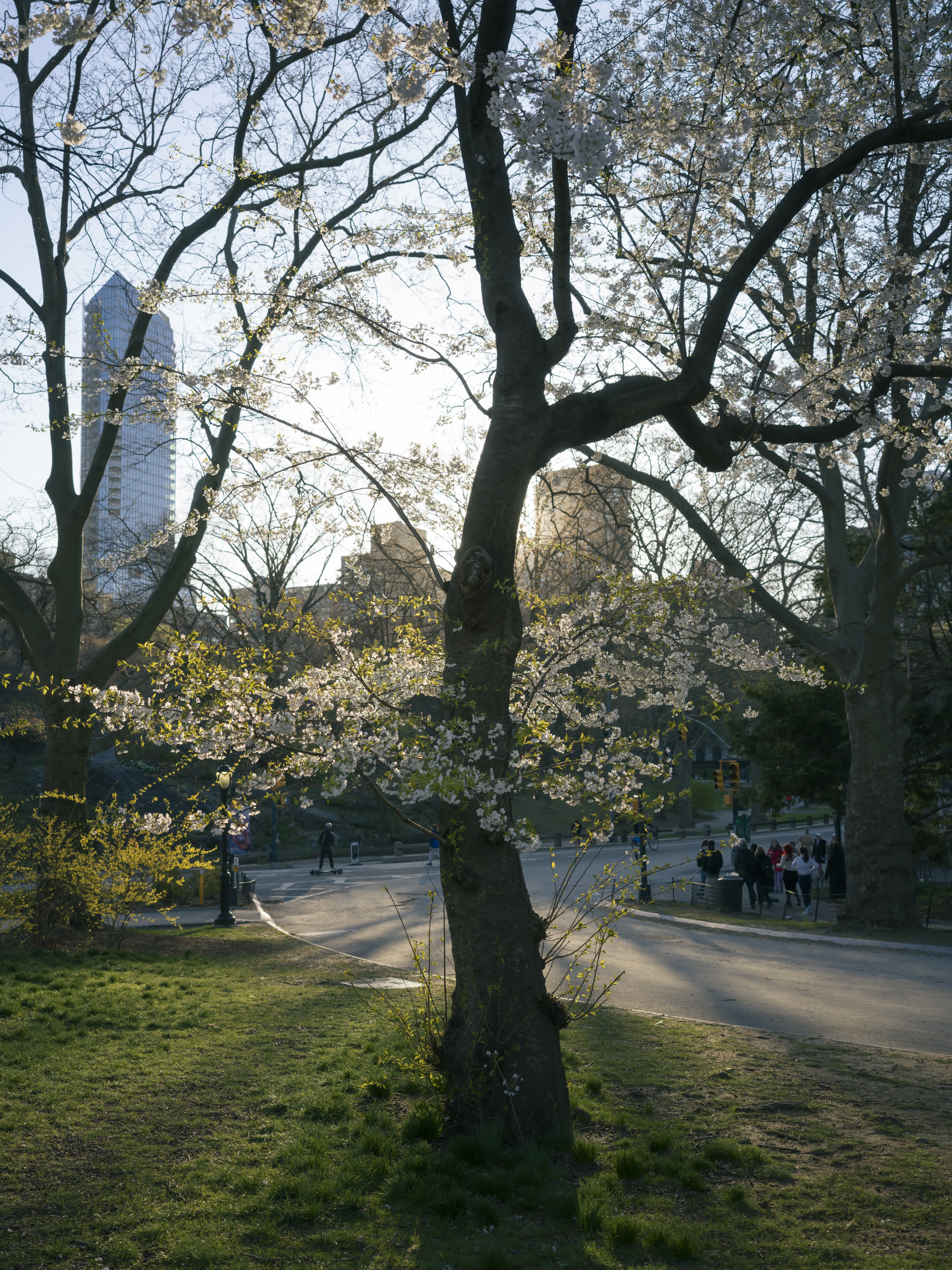 Central Park in Bloom photo 6 by Bowen Hou