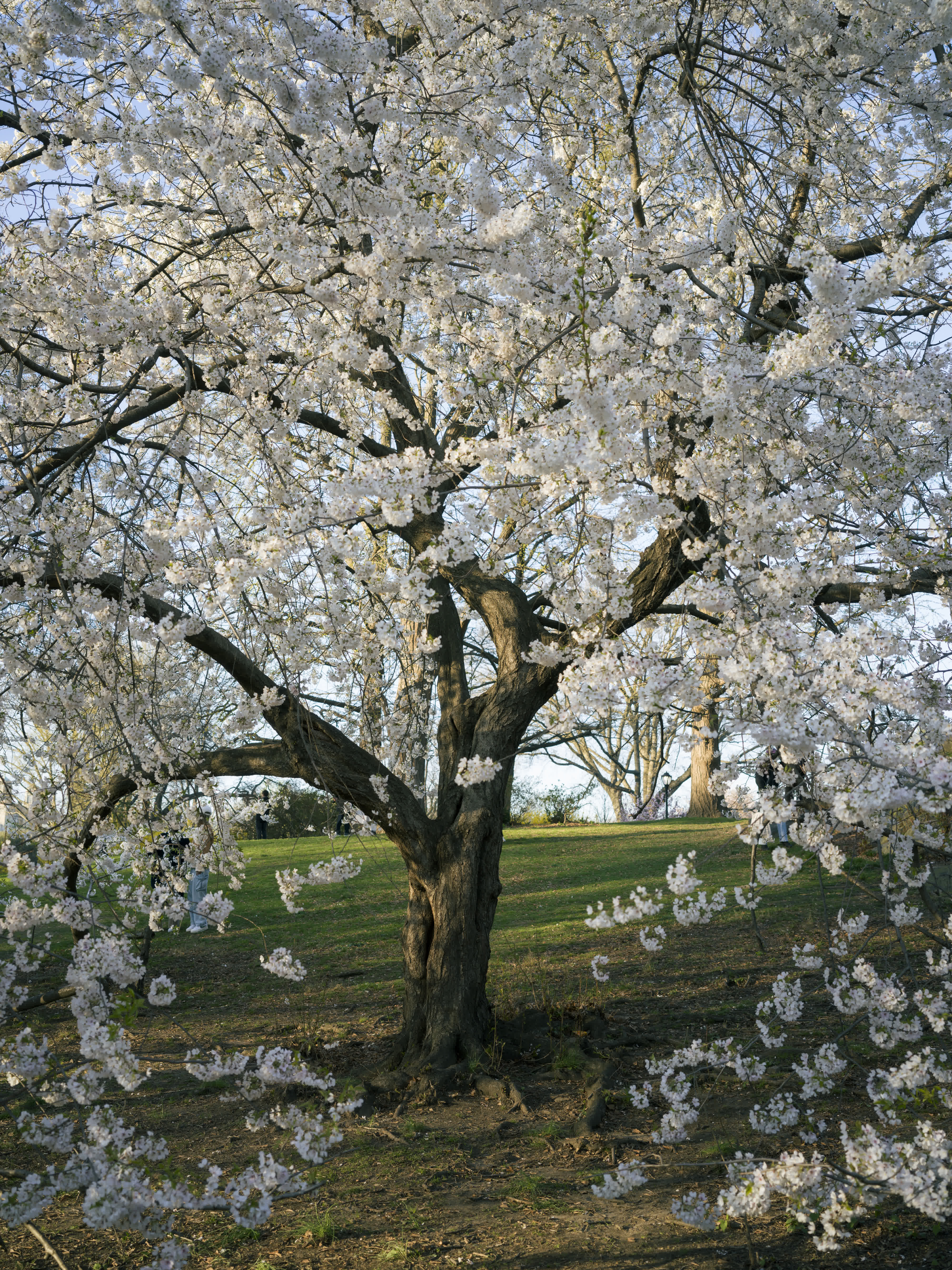 Central Park in Bloom photo 7 by Bowen Hou