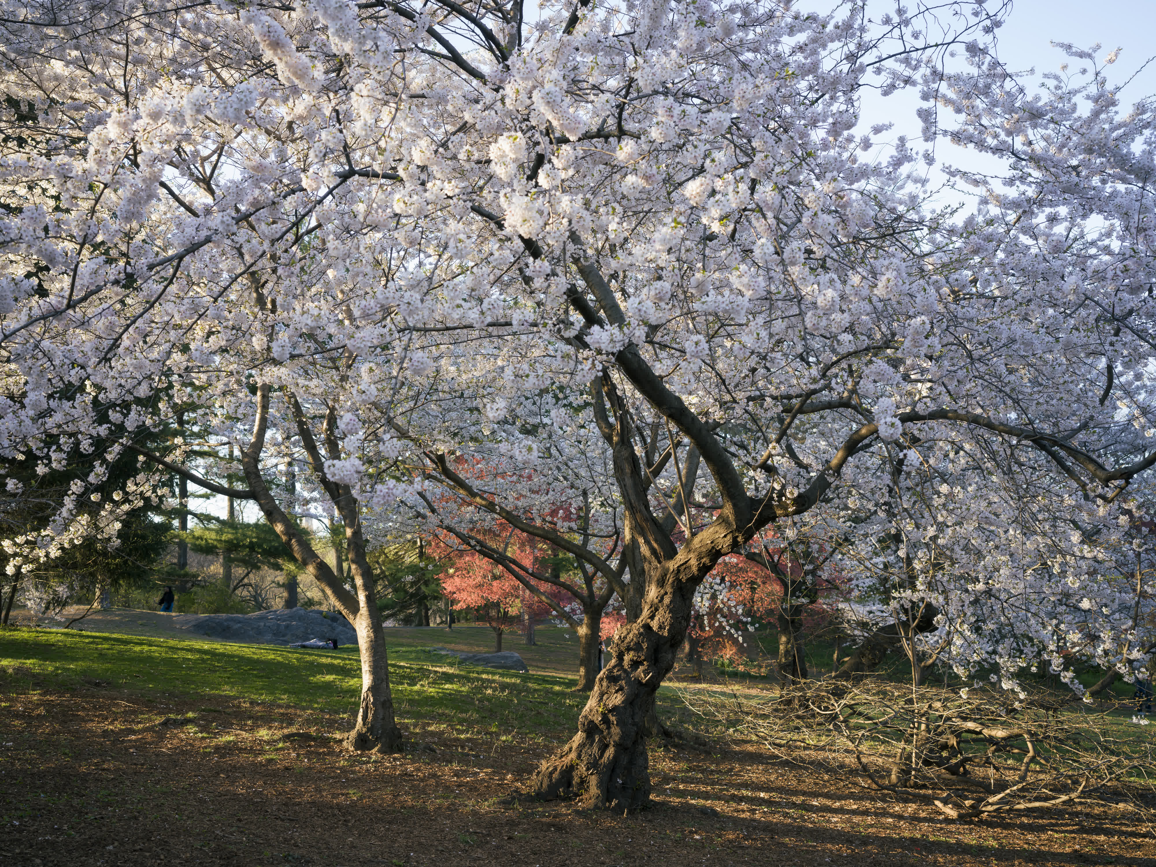 Central Park in Bloom photo 8 by Bowen Hou
