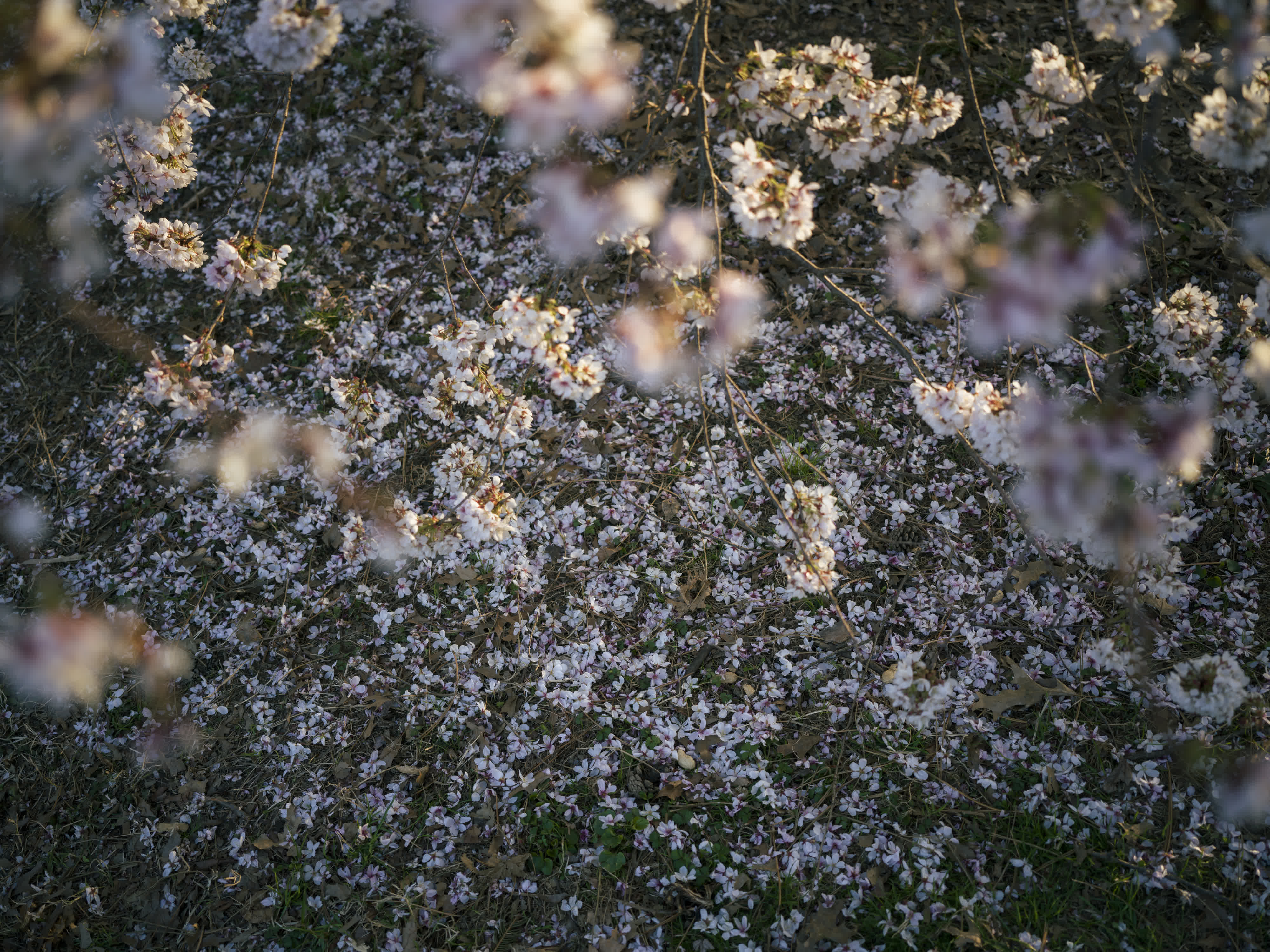 Central Park in Bloom photo 9 by Bowen Hou