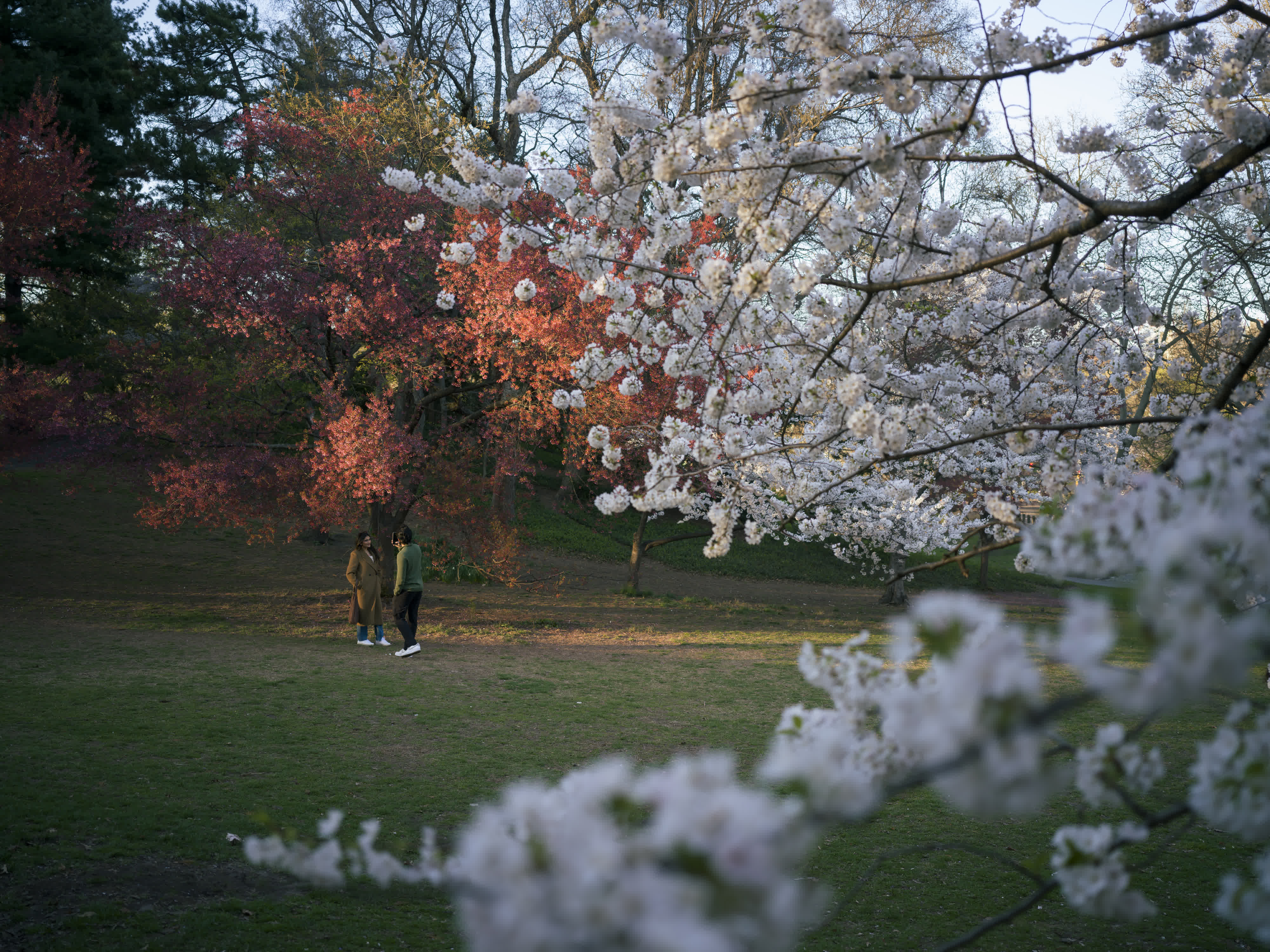 Central Park in Bloom photo 10 by Bowen Hou