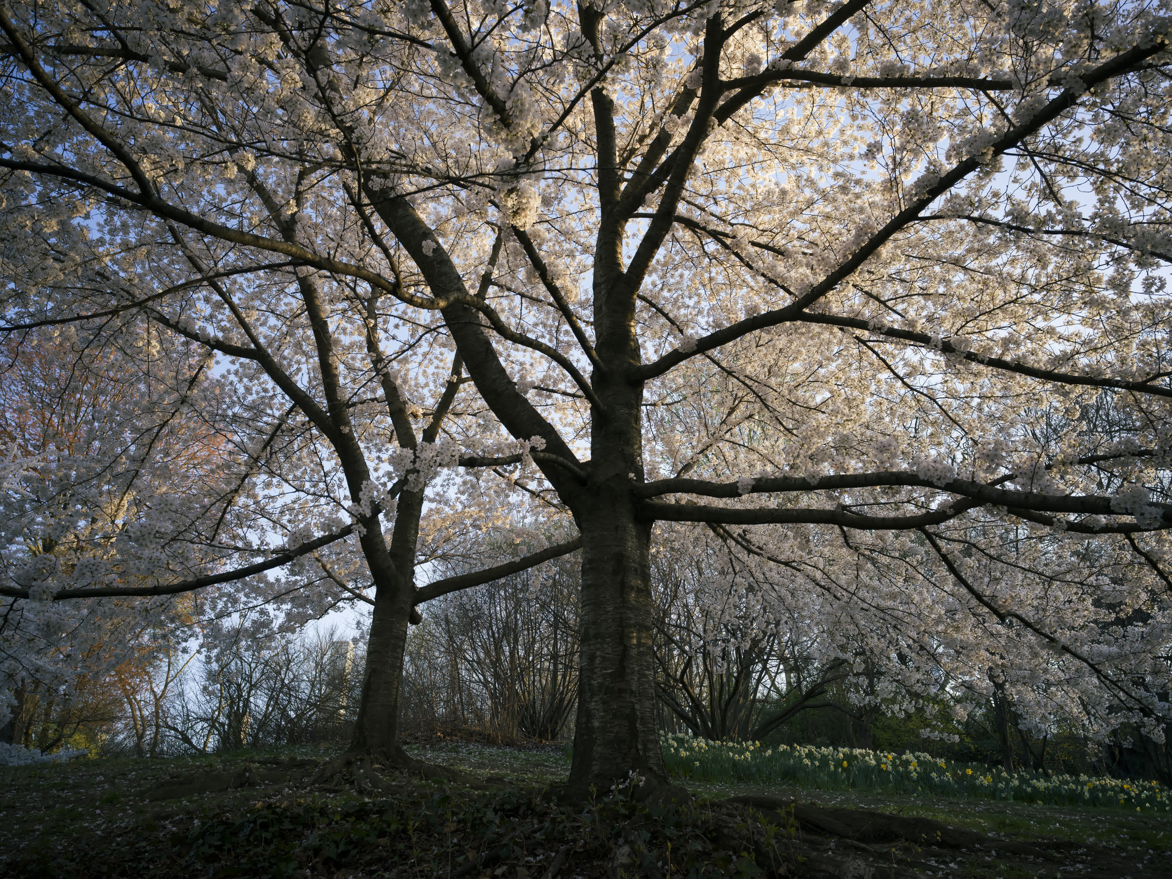 Central Park in Bloom photo 1 by Bowen Hou