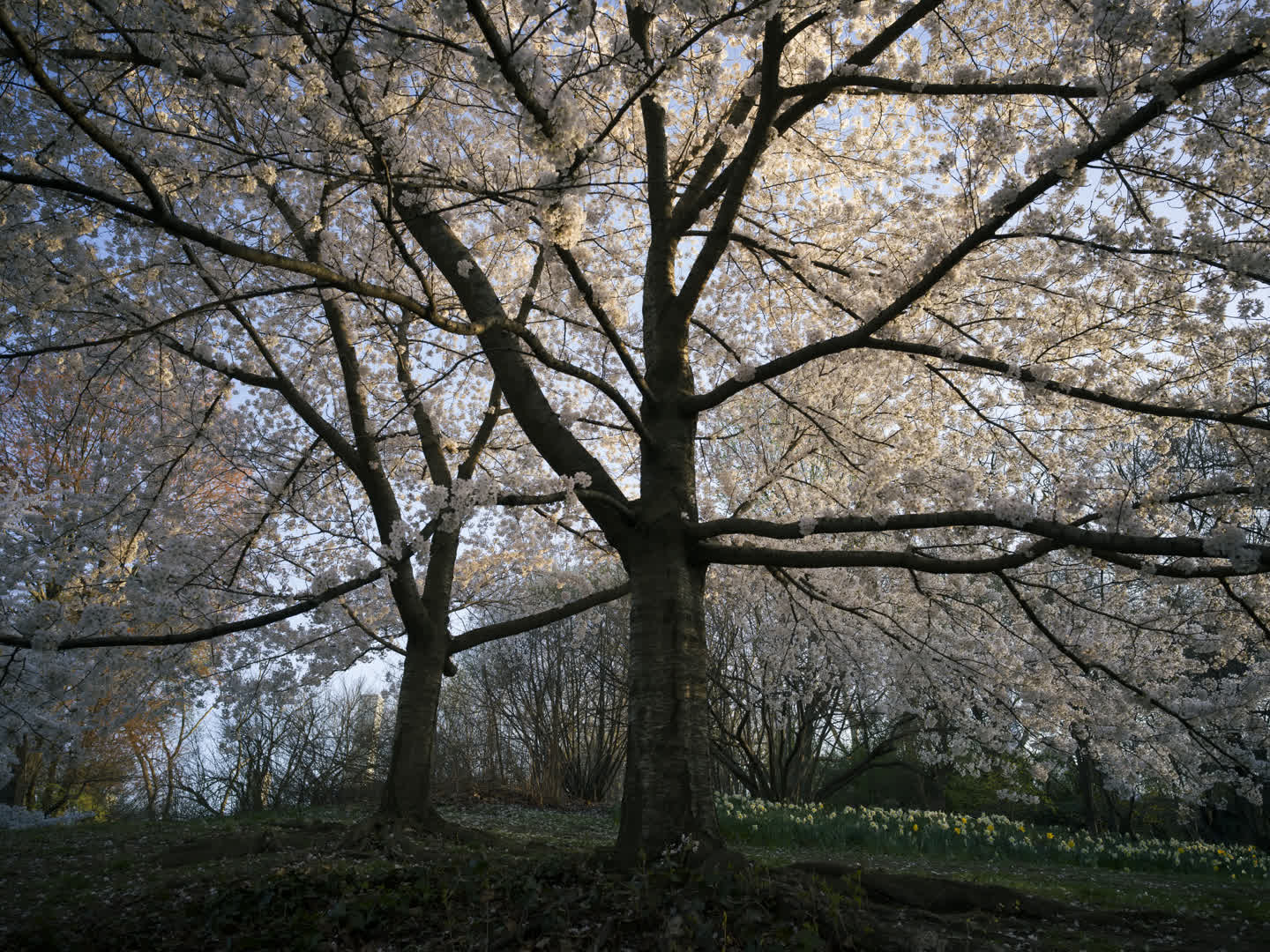 Central Park in Bloom