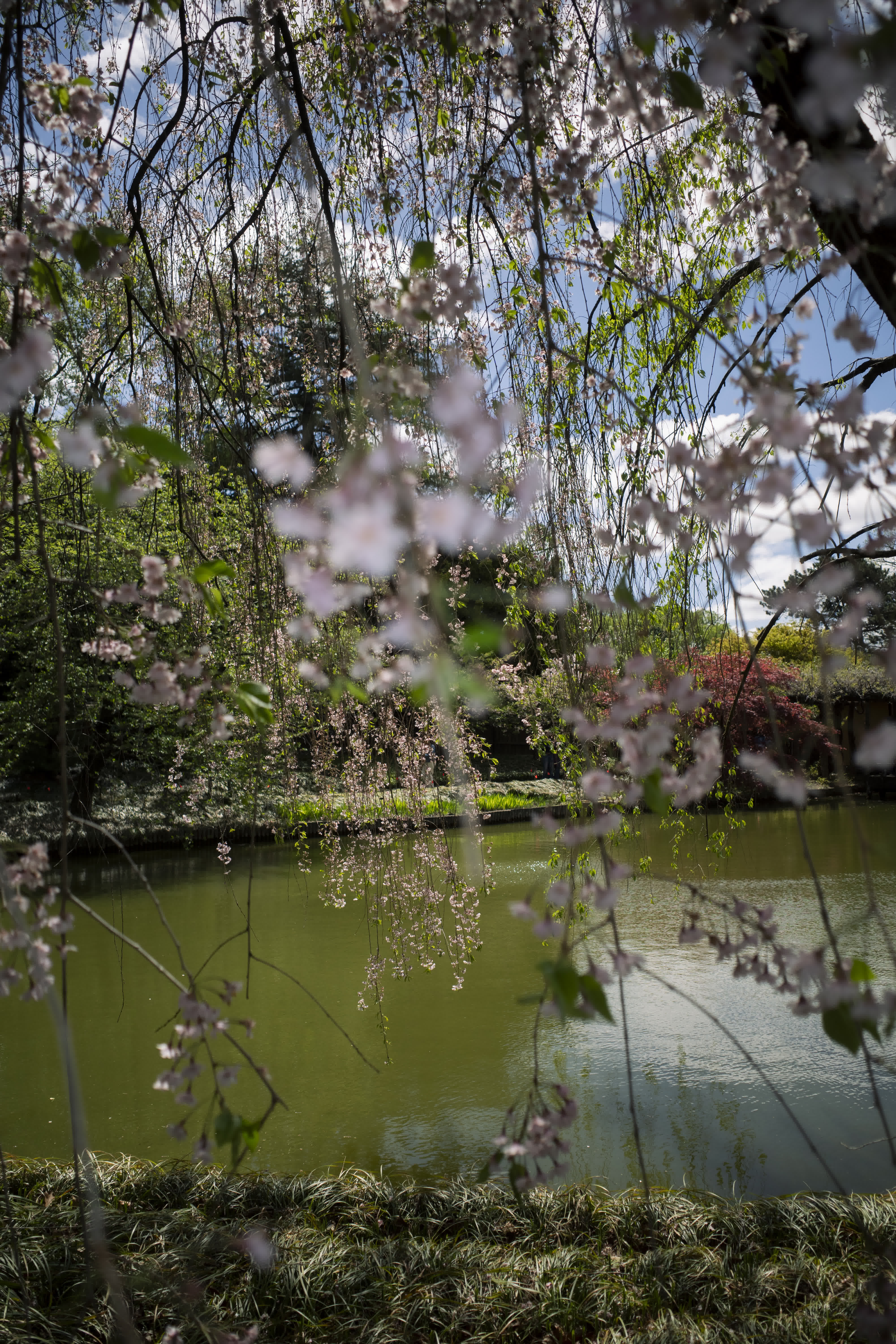 Spring, in general photo 2 by Bowen Hou
