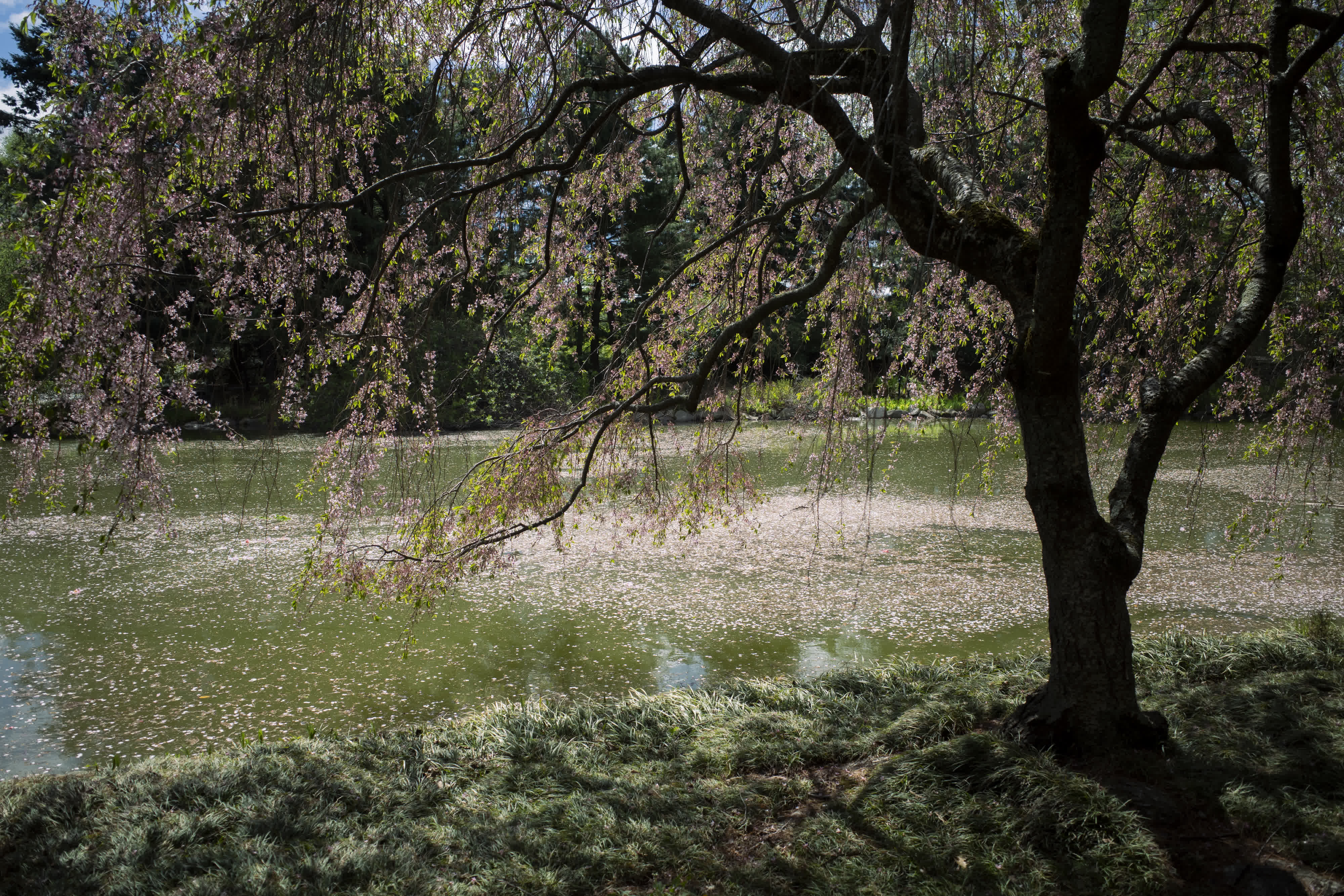 Spring, in general photo 3 by Bowen Hou