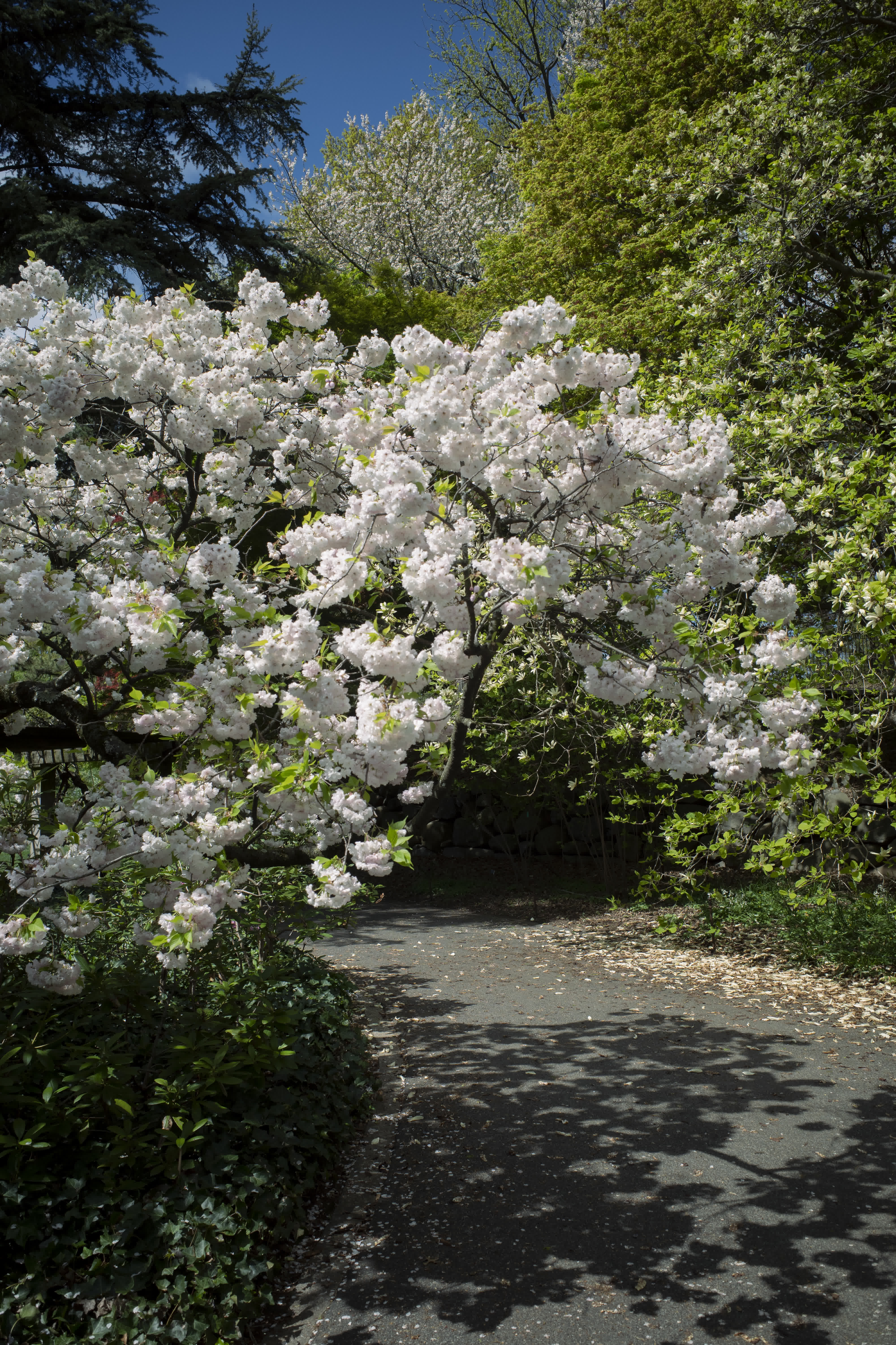 Spring, in general photo 16 by Bowen Hou