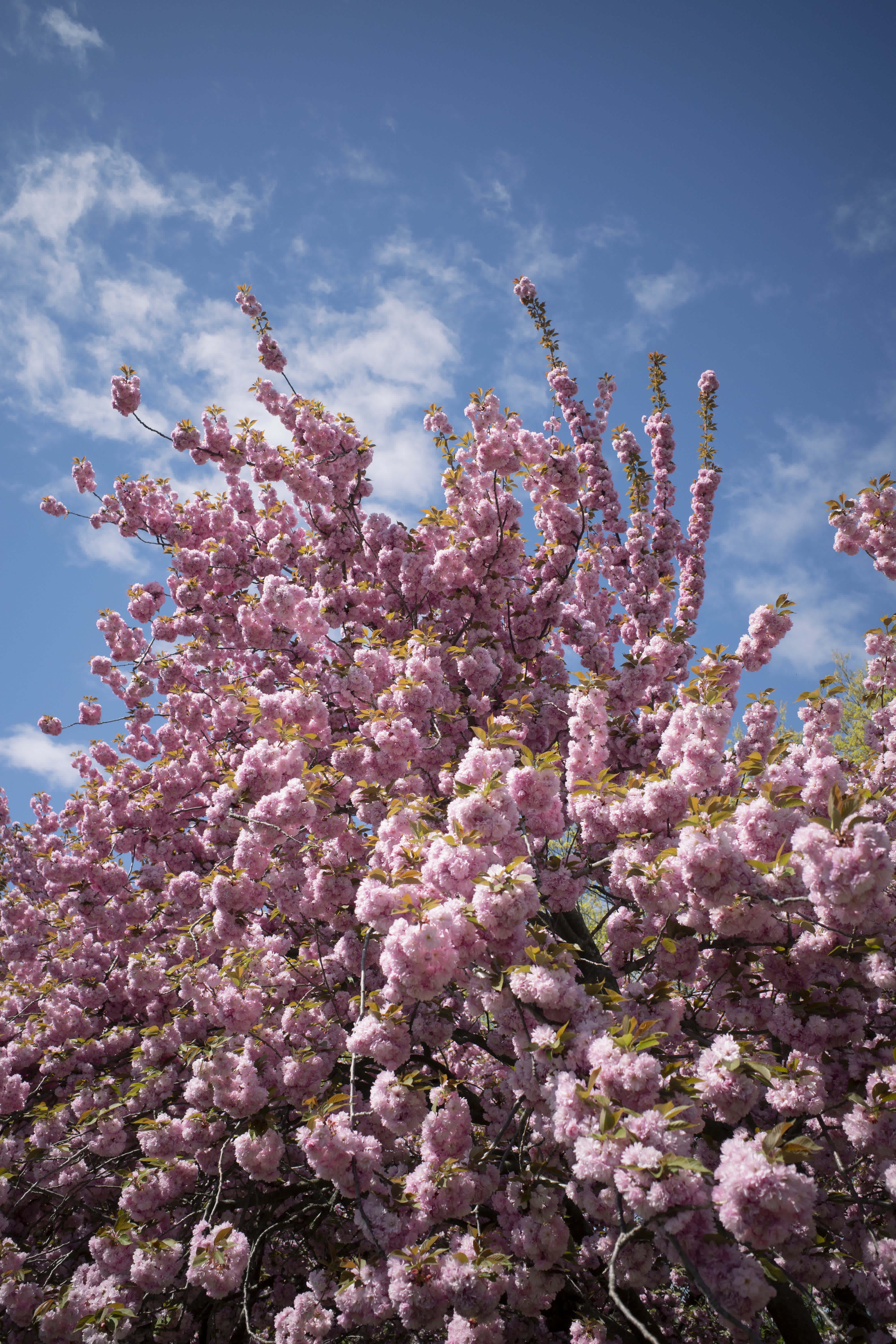 Spring, in general photo 17 by Bowen Hou