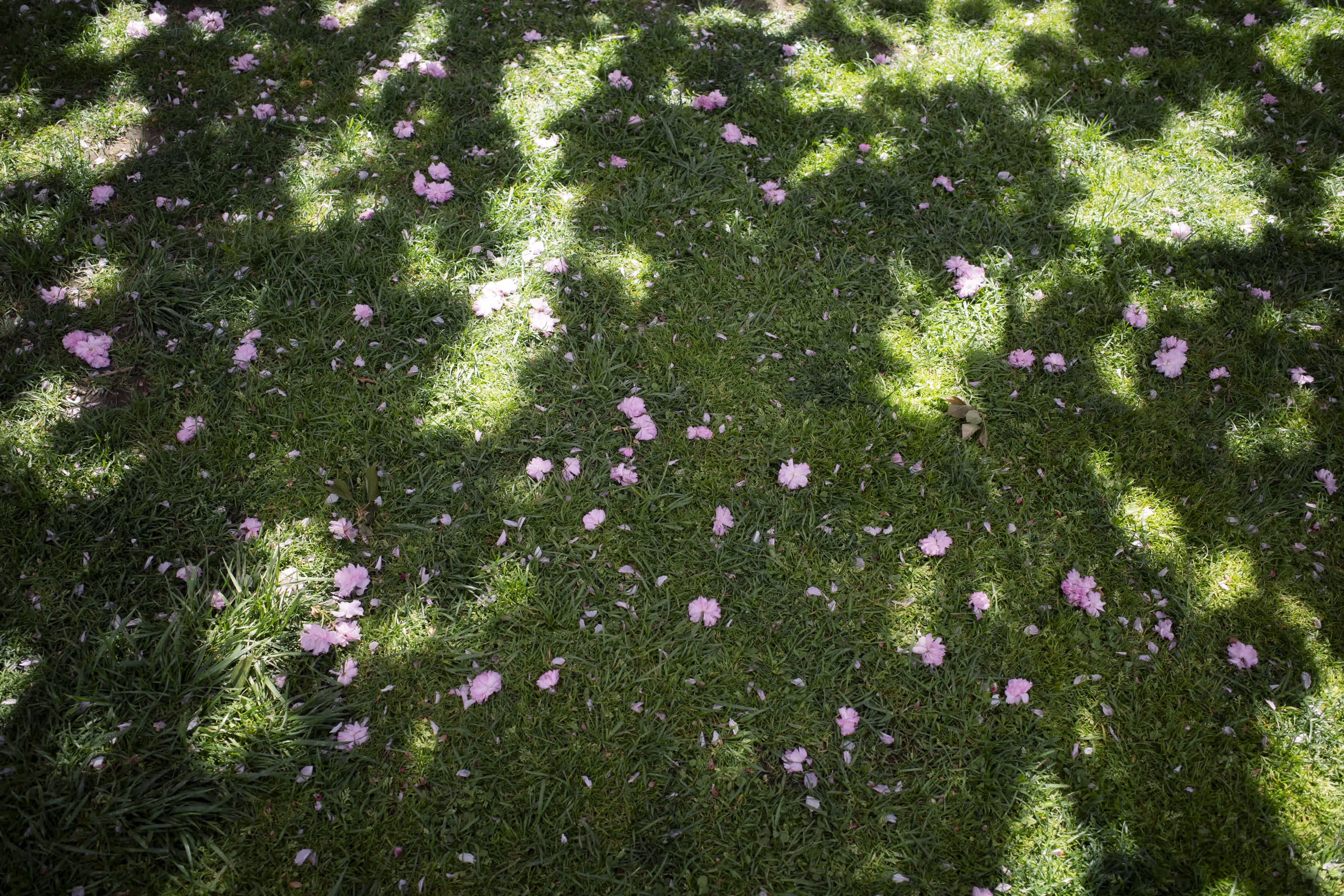 Spring, in general photo 18 by Bowen Hou