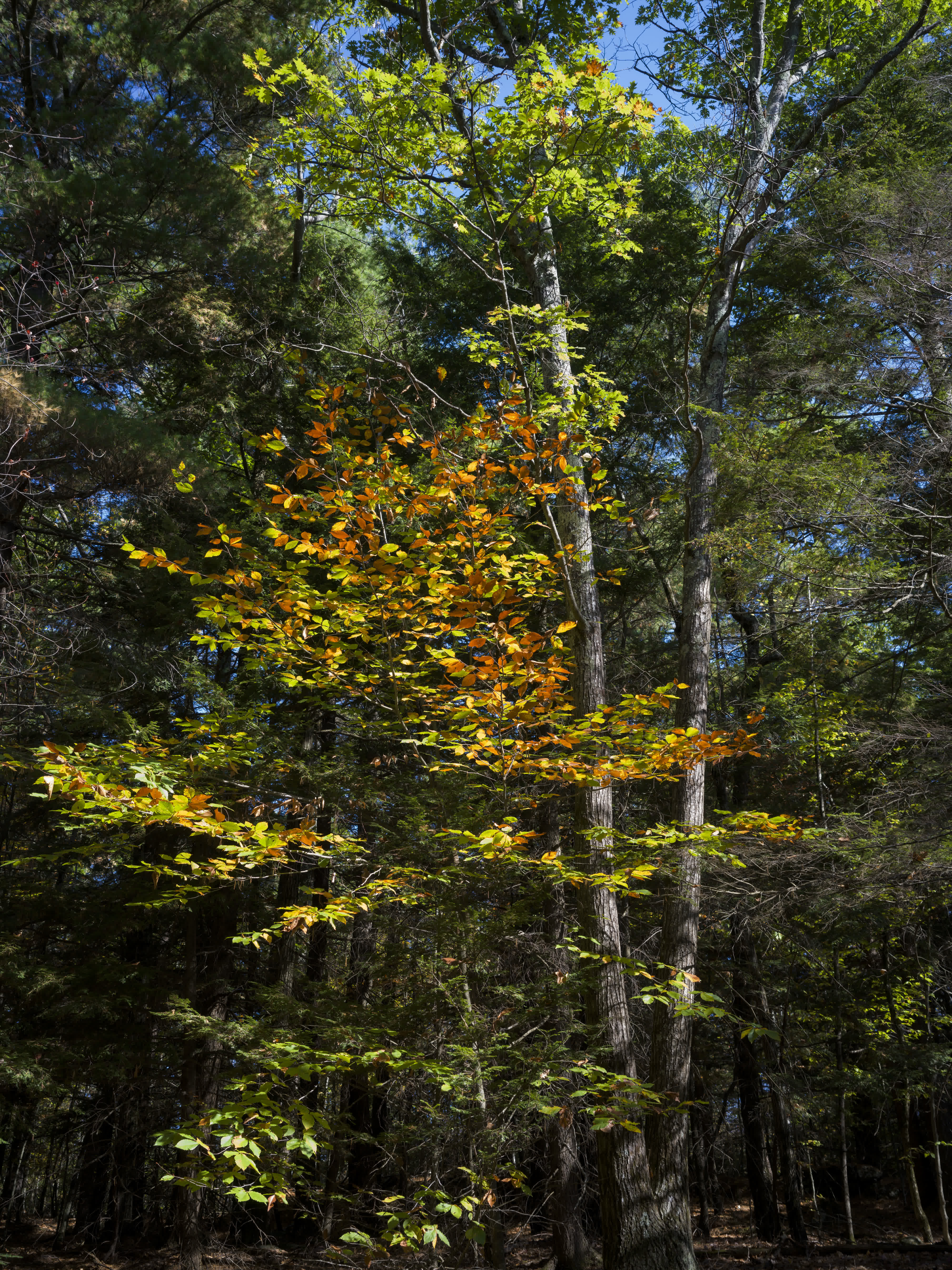 Foliage Report 2025 photo 3 by Bowen Hou