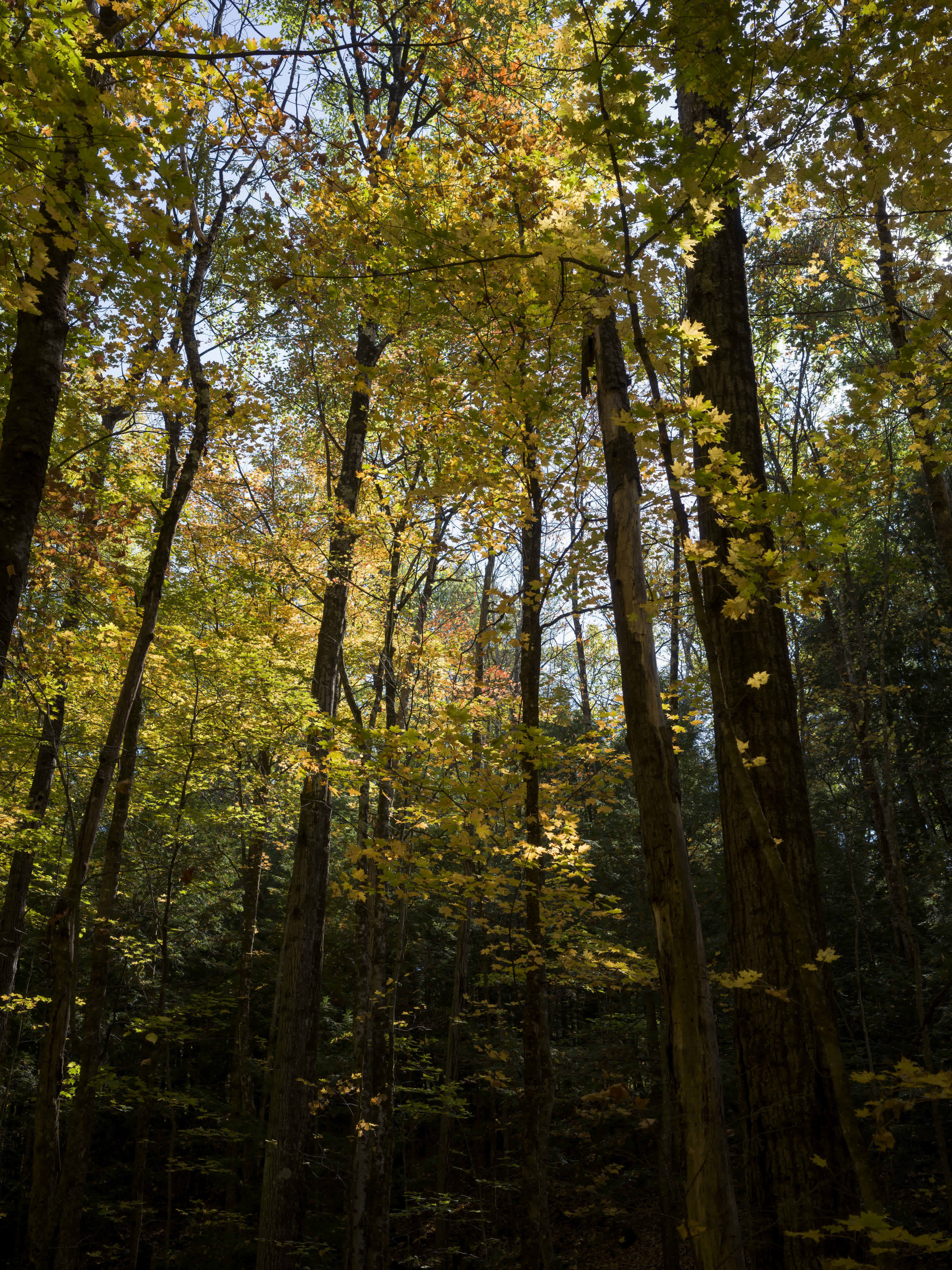 Foliage Report 2025 photo 4 by Bowen Hou