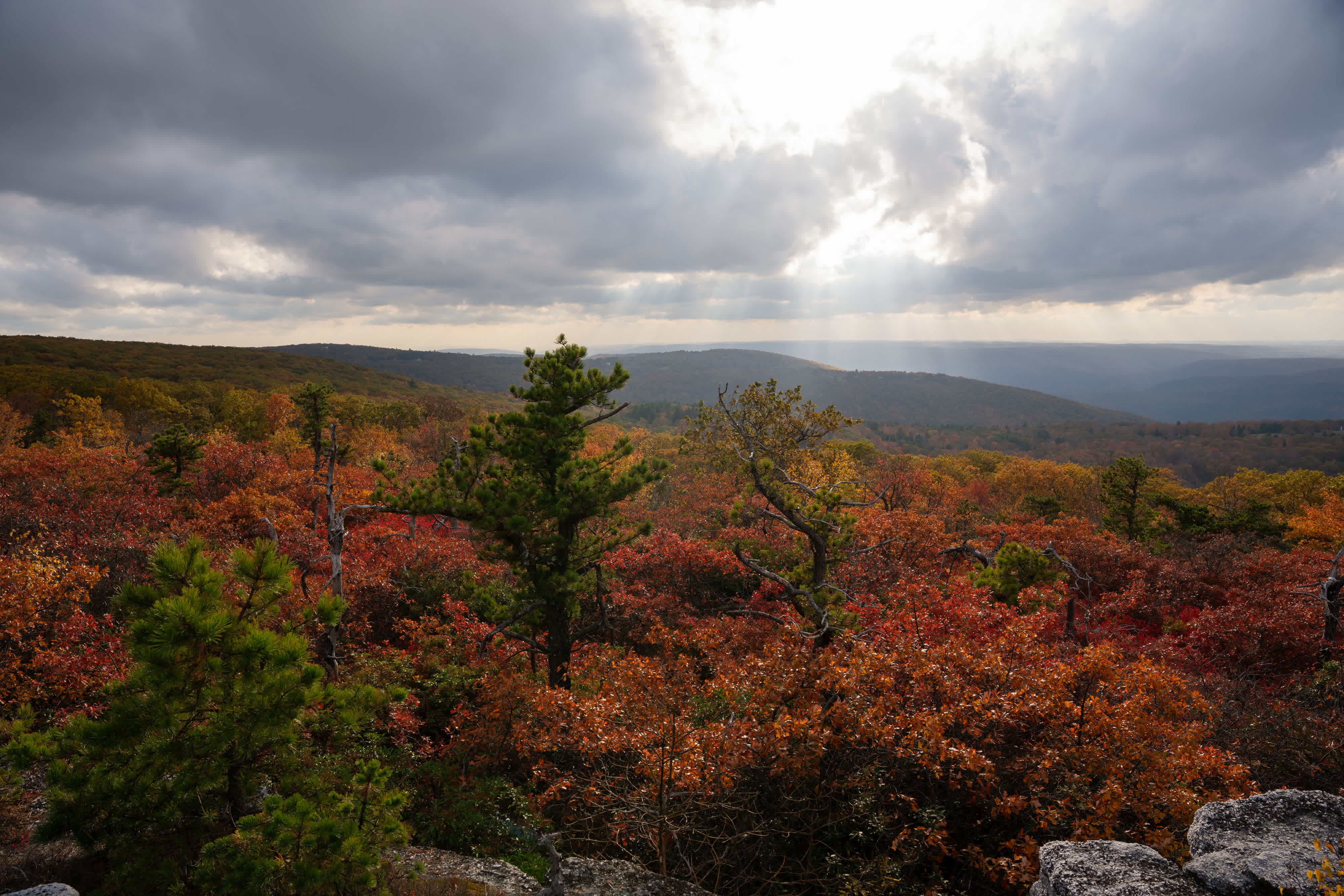 Foliage Report 2025 photo 5 by Bowen Hou