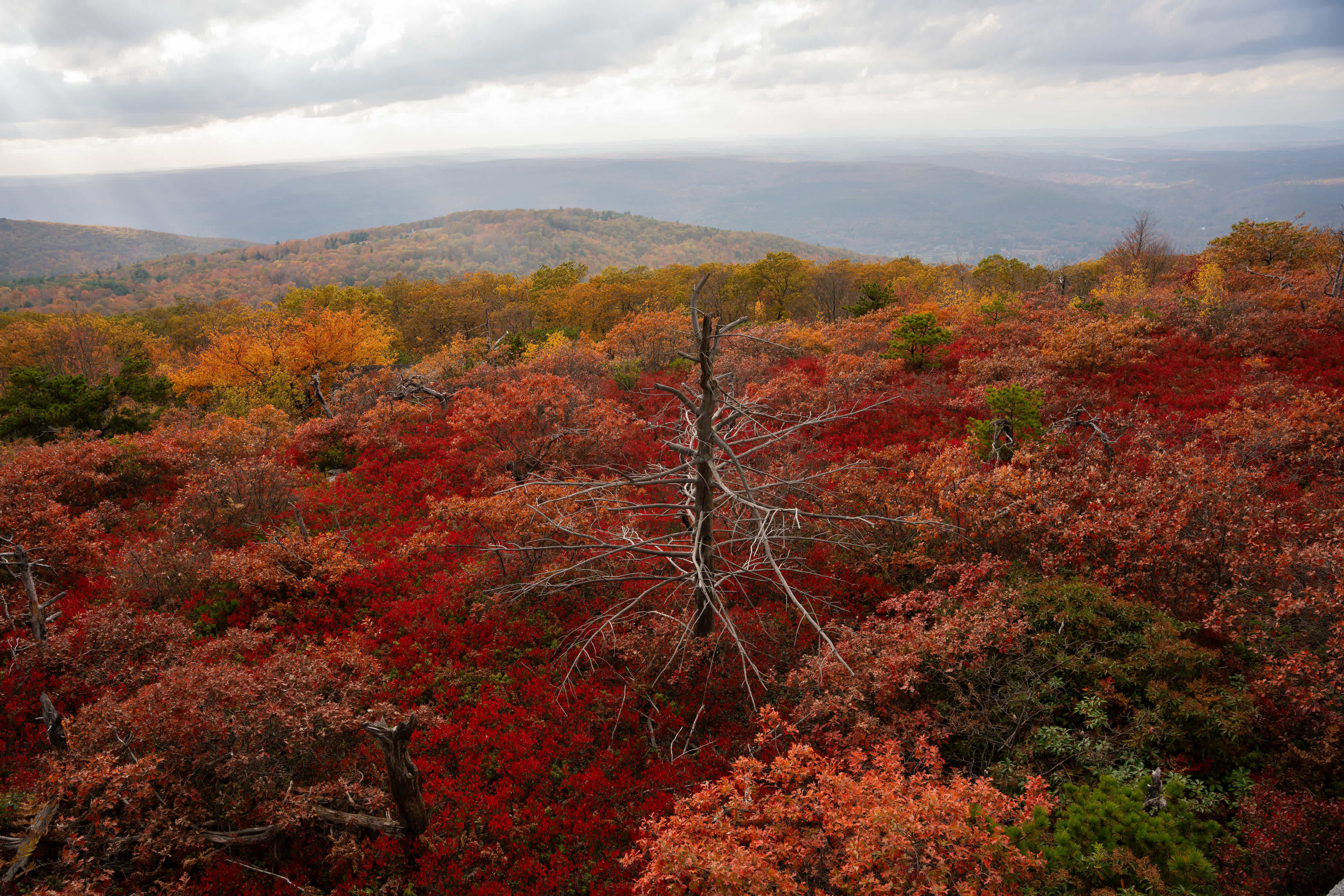 Foliage Report 2025 photo 6 by Bowen Hou