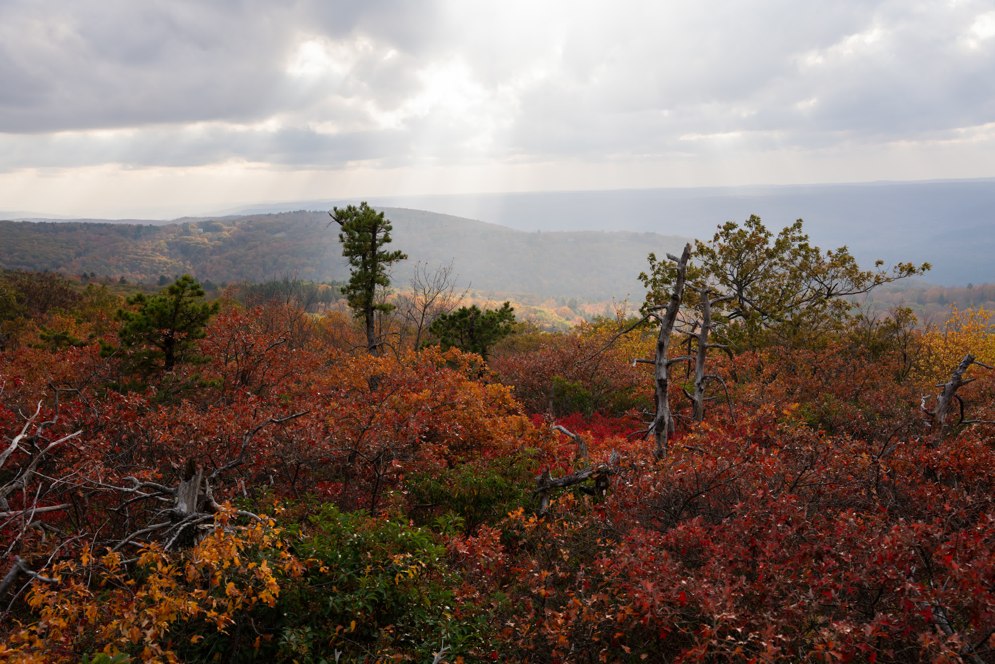 Foliage Report 2025 photo 7 by Bowen Hou