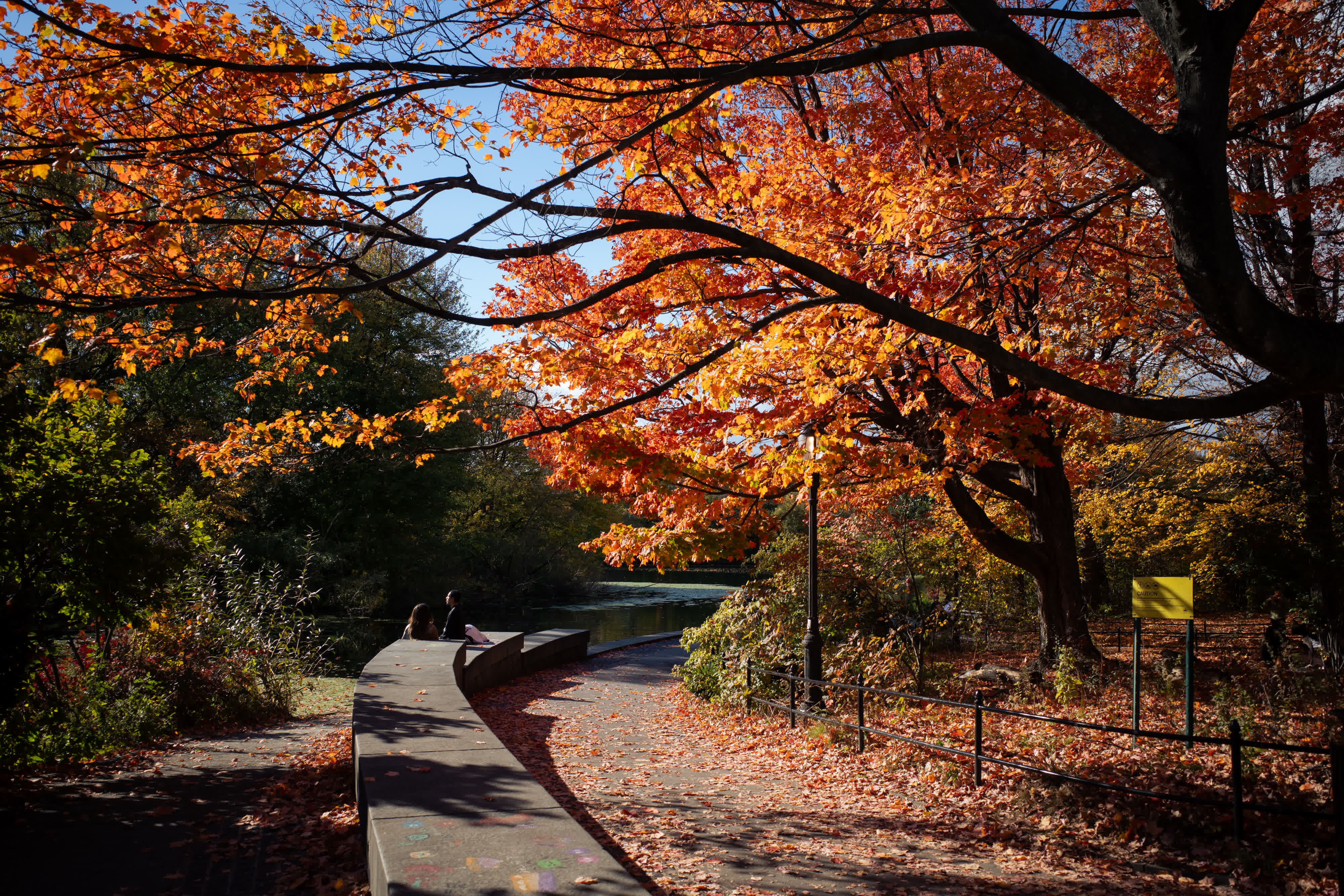 Foliage Report 2025 photo 8 by Bowen Hou