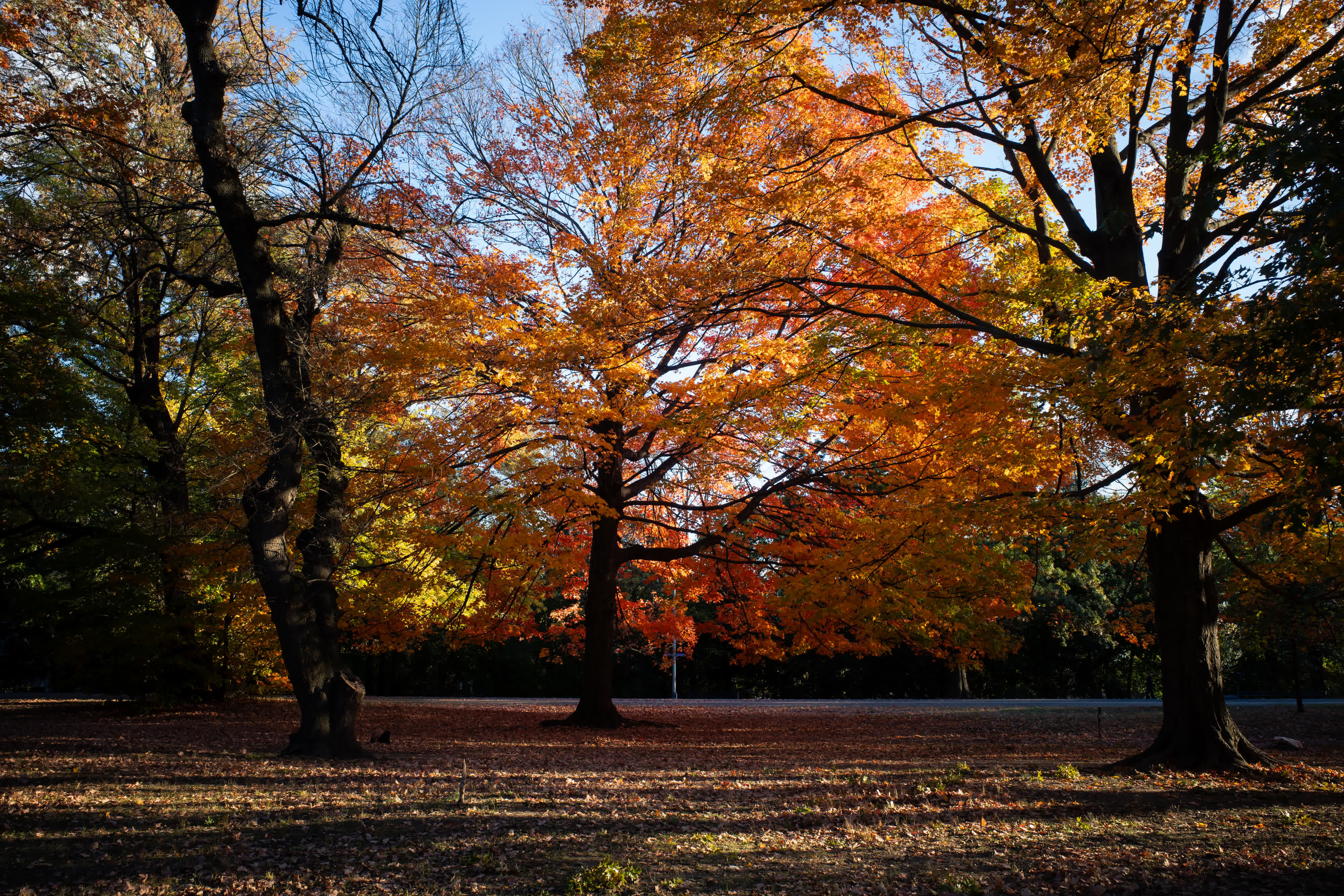 Foliage Report 2025 photo 9 by Bowen Hou