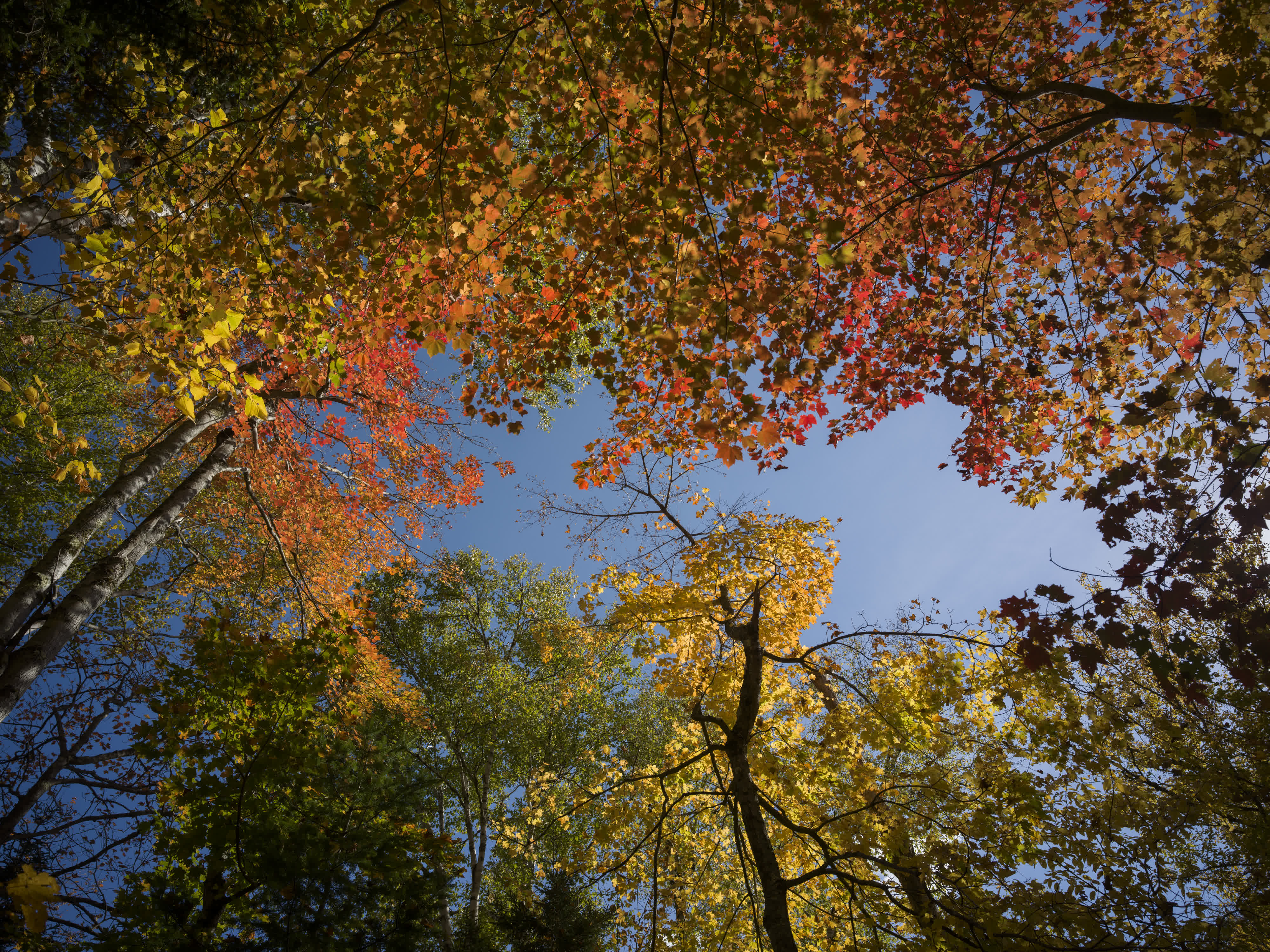 Foliage Report 2025 photo 1 by Bowen Hou