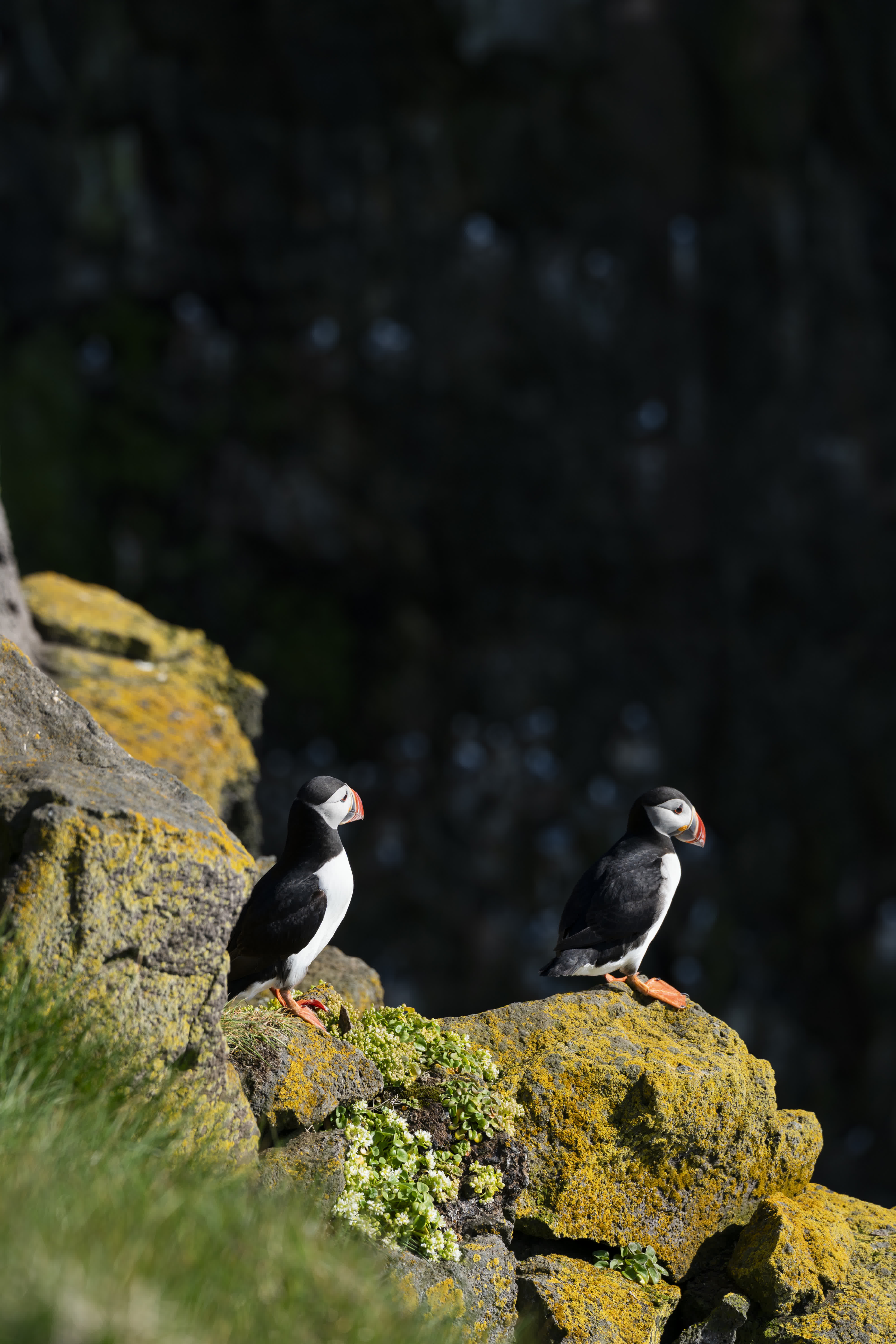 Iceland – Westfjords photo 23 by Bowen Hou