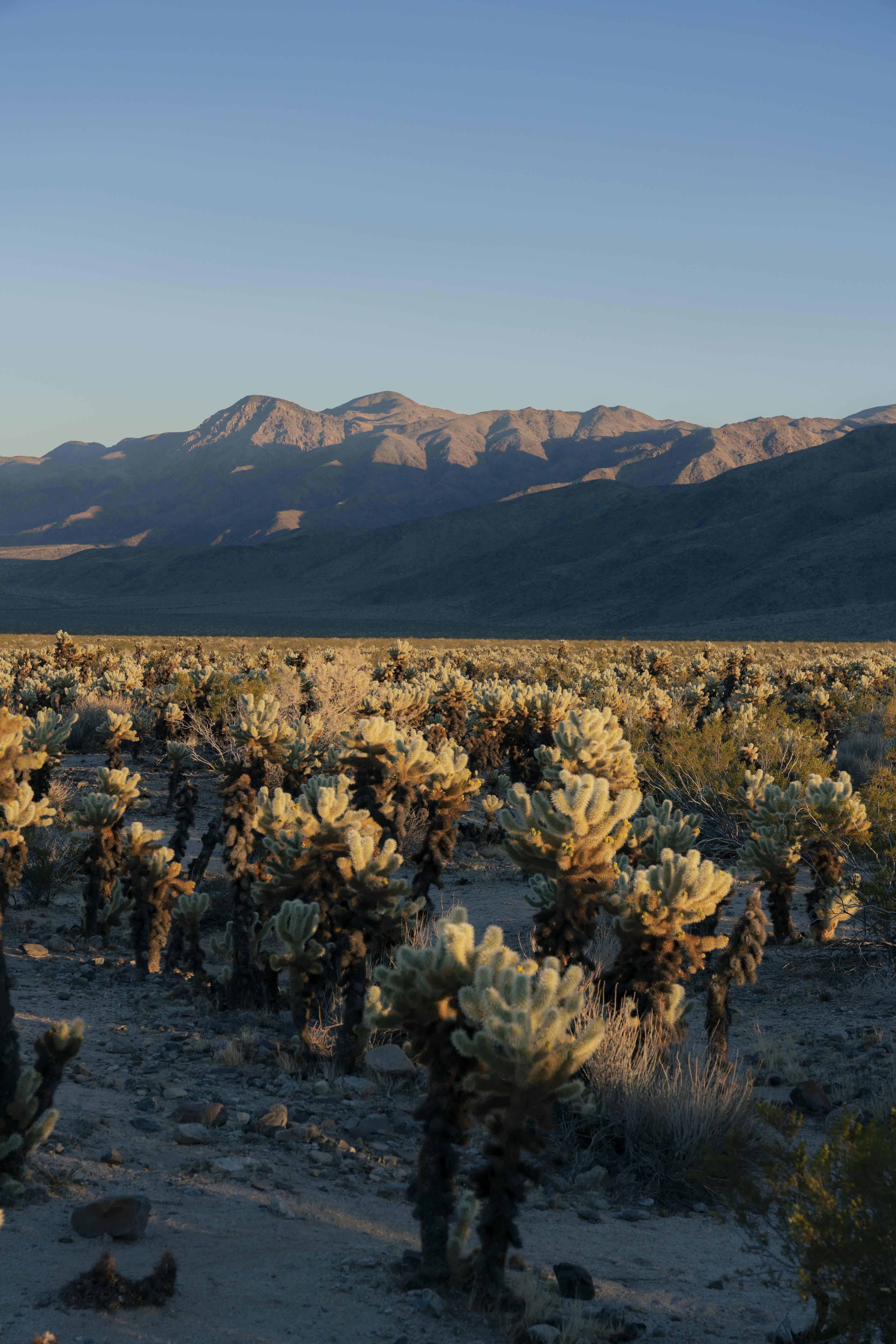 Joshua Tree NP 2023 photo 2 by Bowen Hou