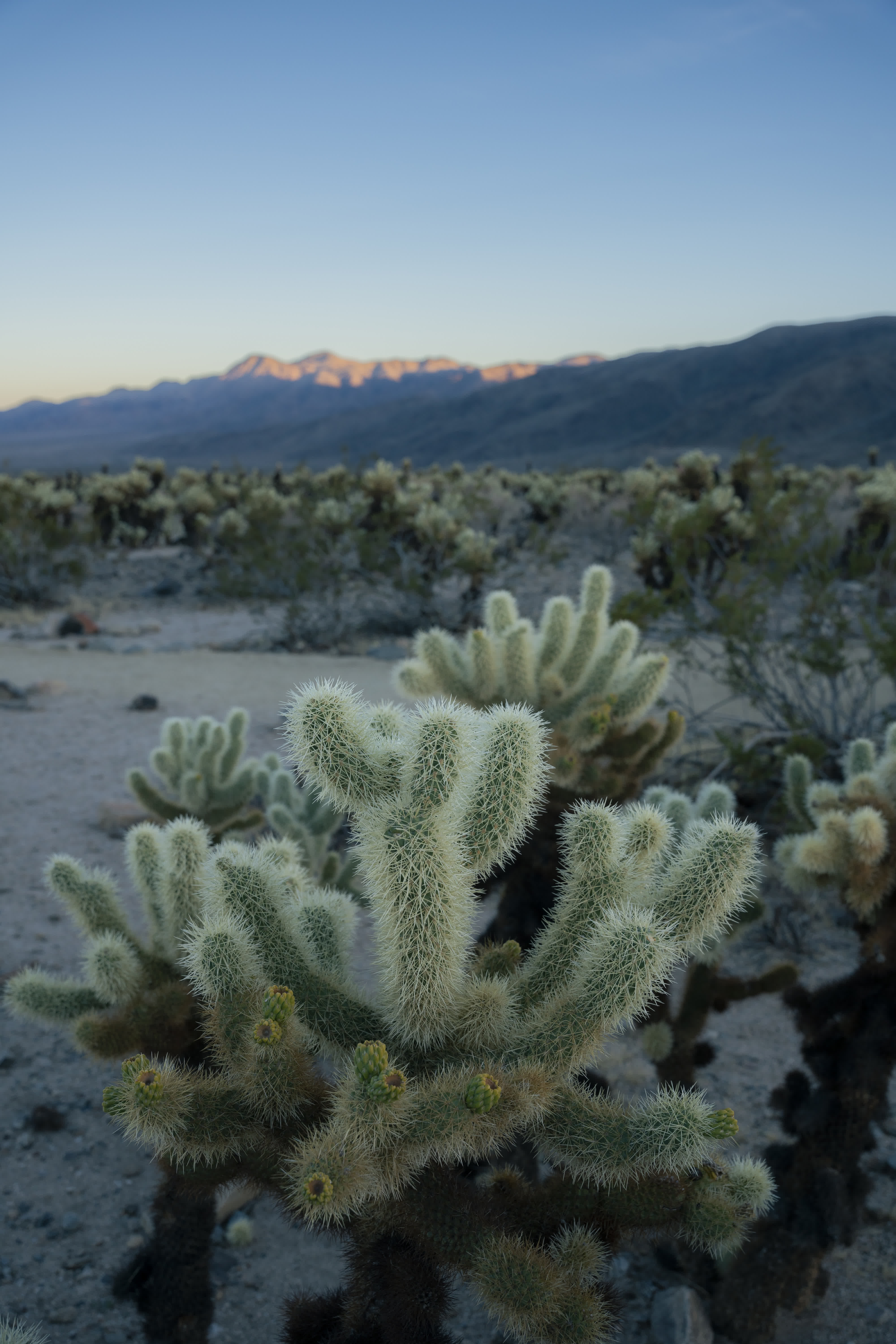 Joshua Tree NP 2023 photo 3 by Bowen Hou