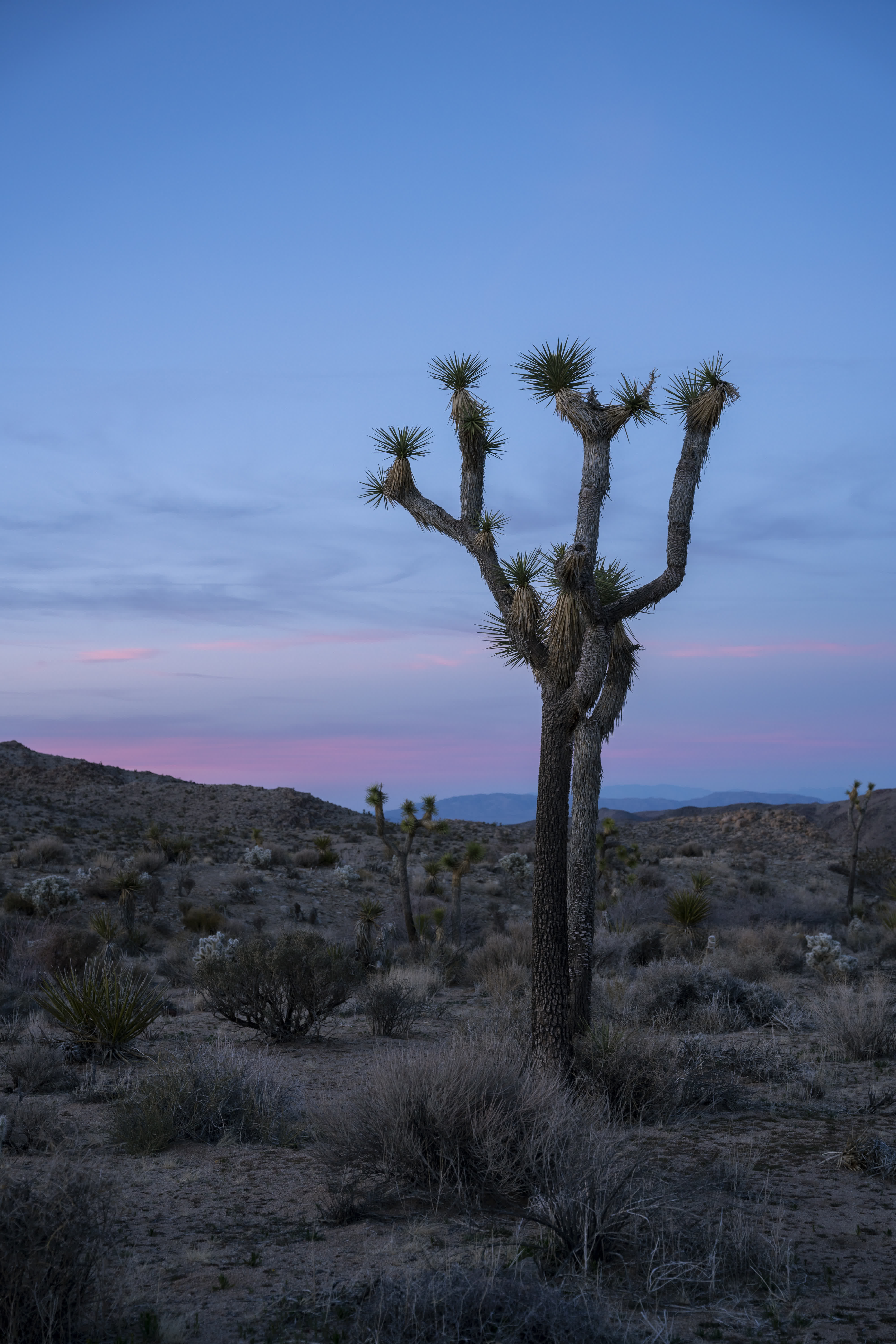 Joshua Tree NP 2023 photo 4 by Bowen Hou