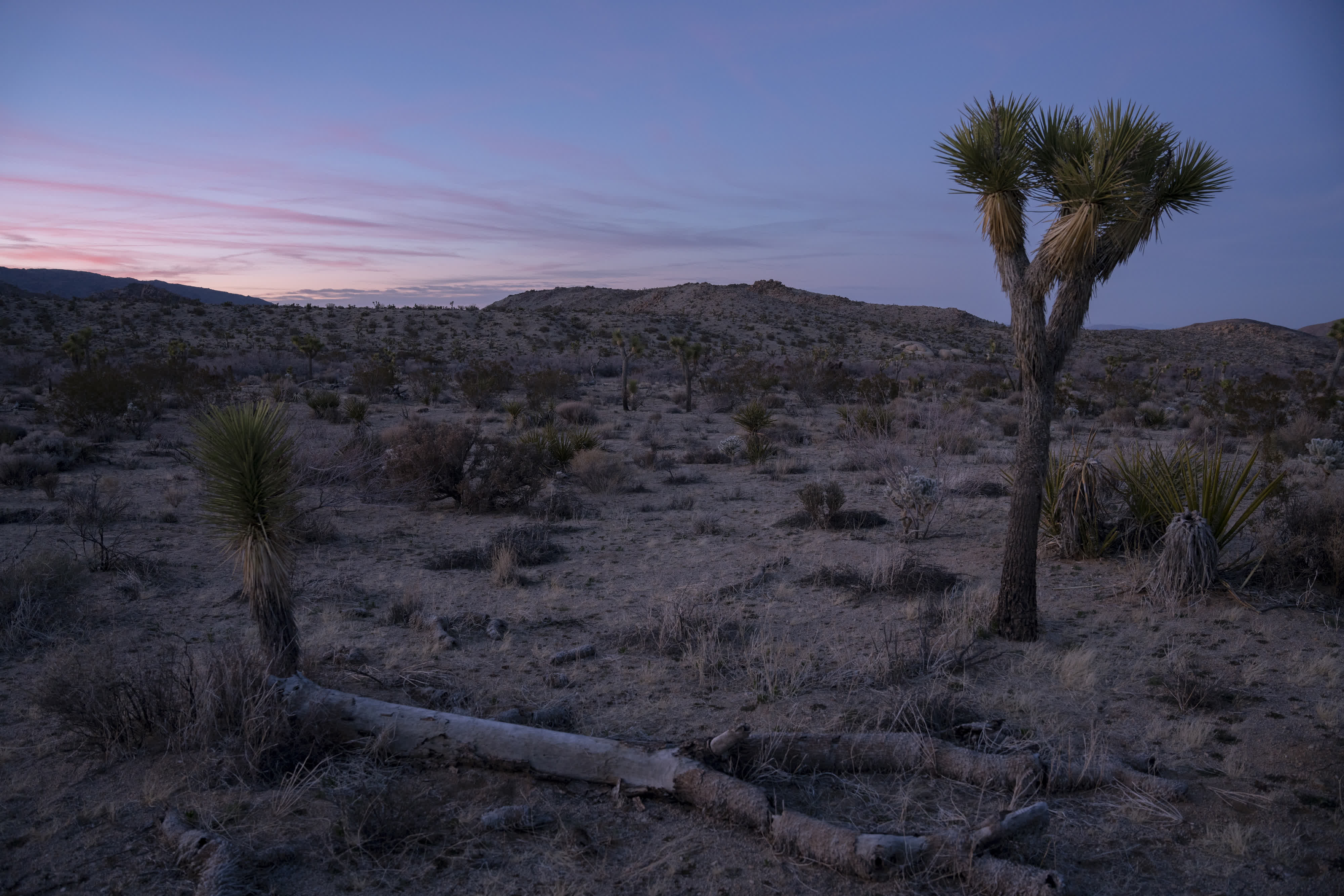 Joshua Tree NP 2023 photo 5 by Bowen Hou