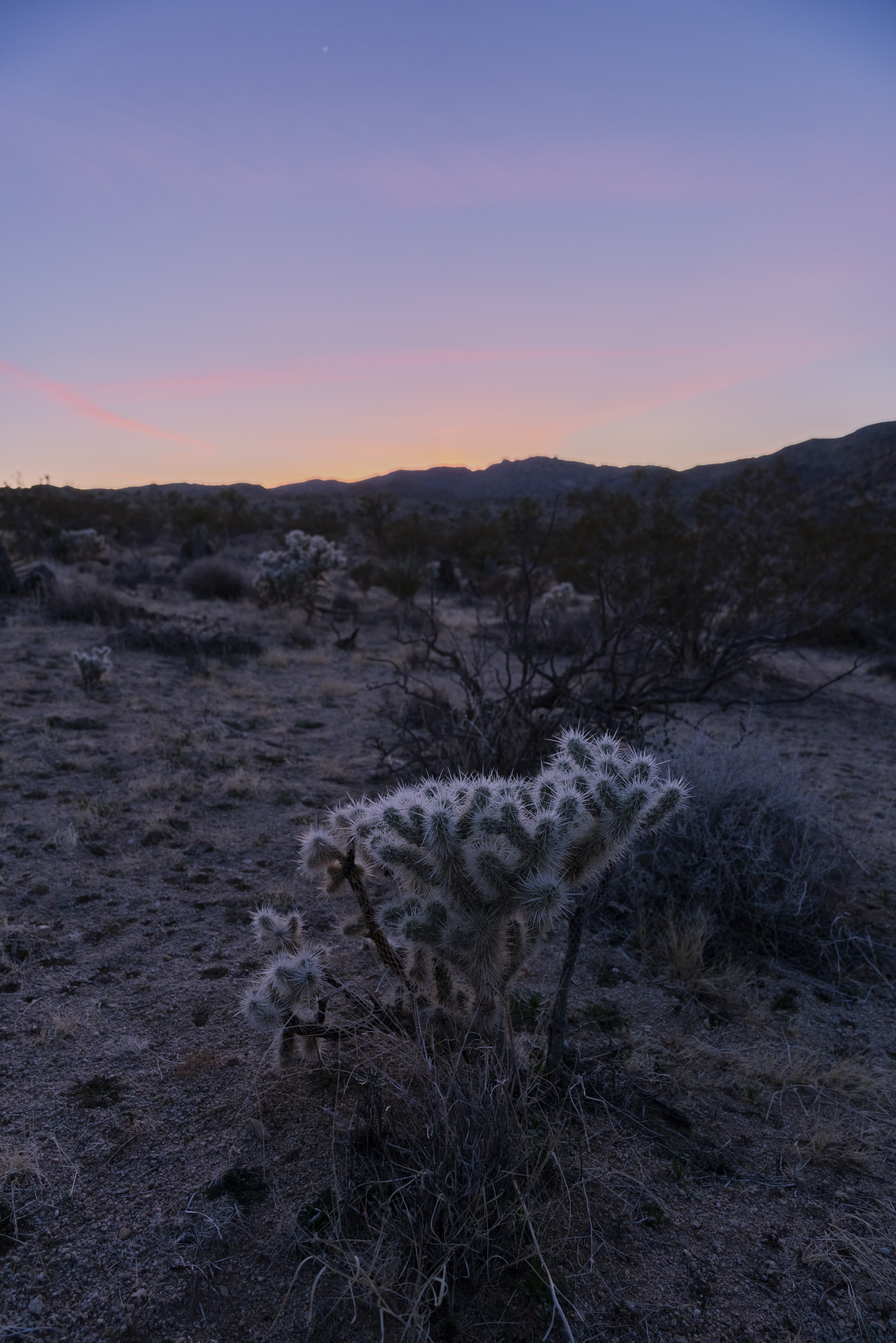Joshua Tree NP 2023 photo 6 by Bowen Hou