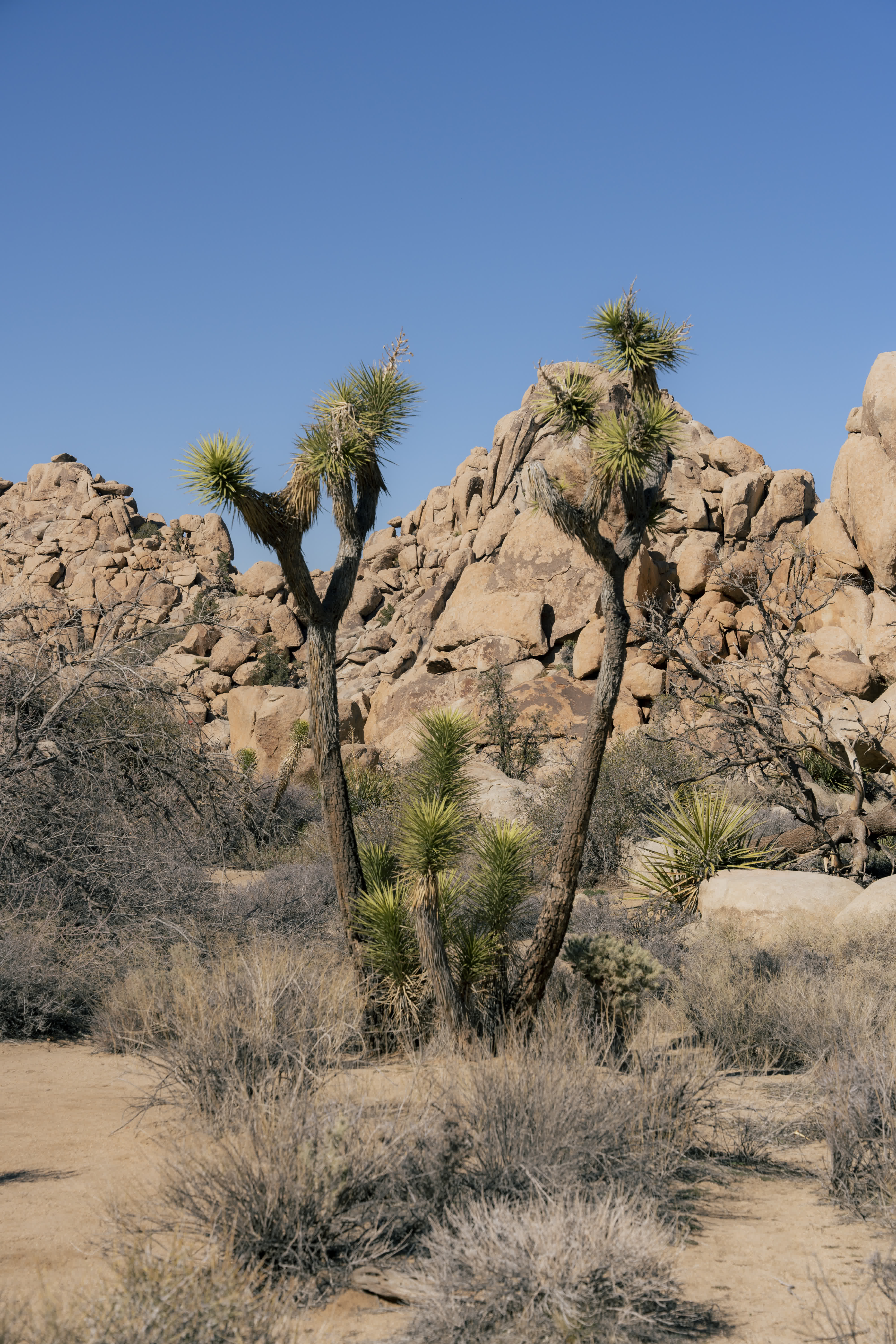 Joshua Tree NP 2023 photo 7 by Bowen Hou