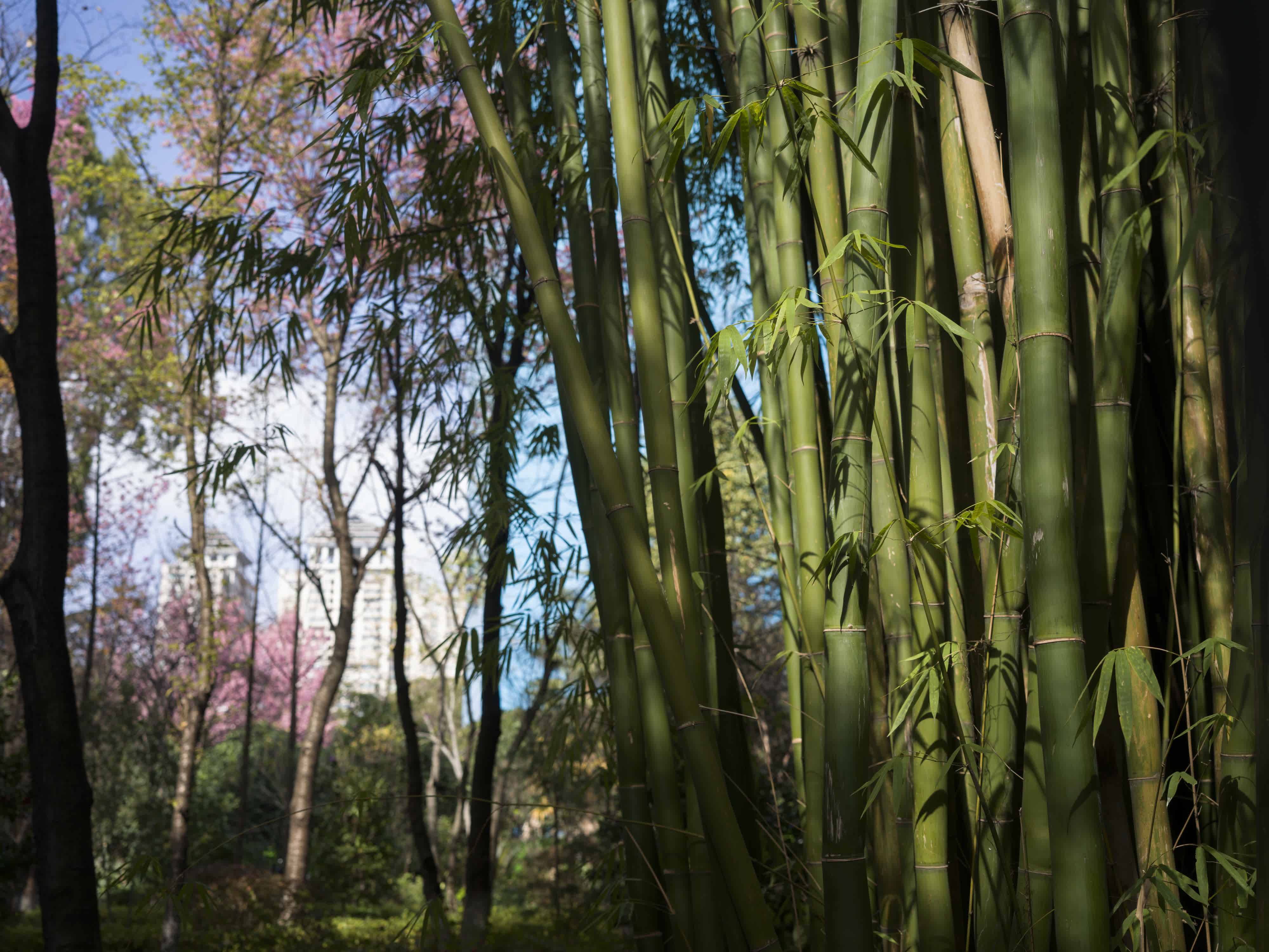 Kunming in a Nutshell photo 7 by Bowen Hou