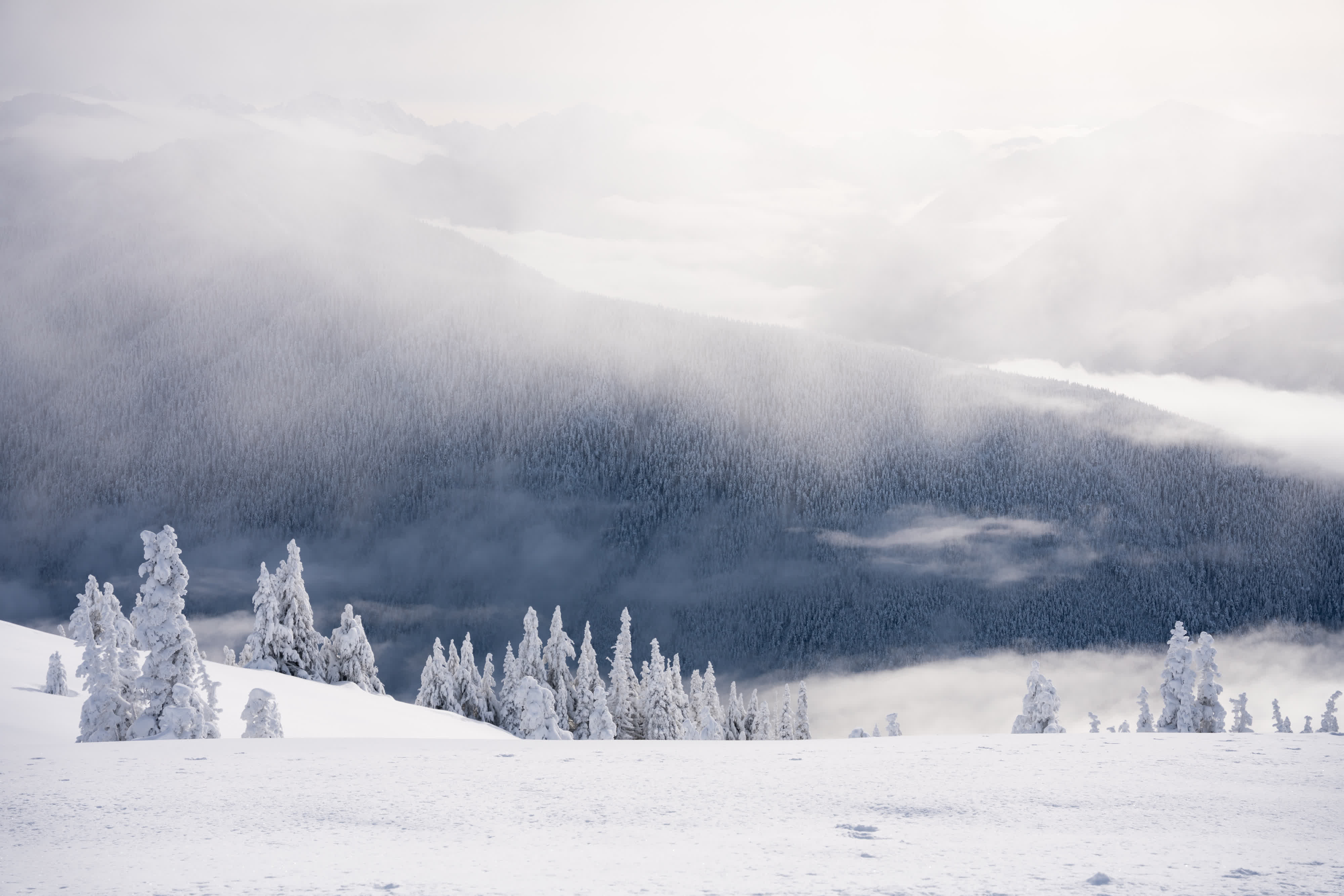 Olympic NP 2021 photo 1 by Bowen Hou
