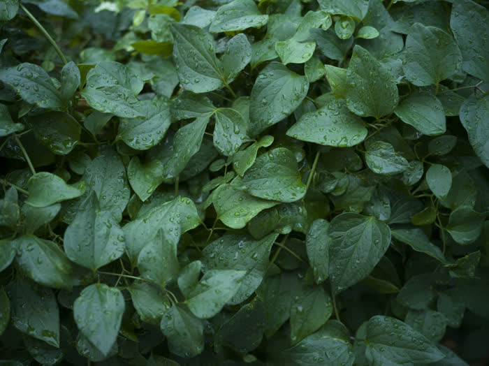 Summer Vibes in December