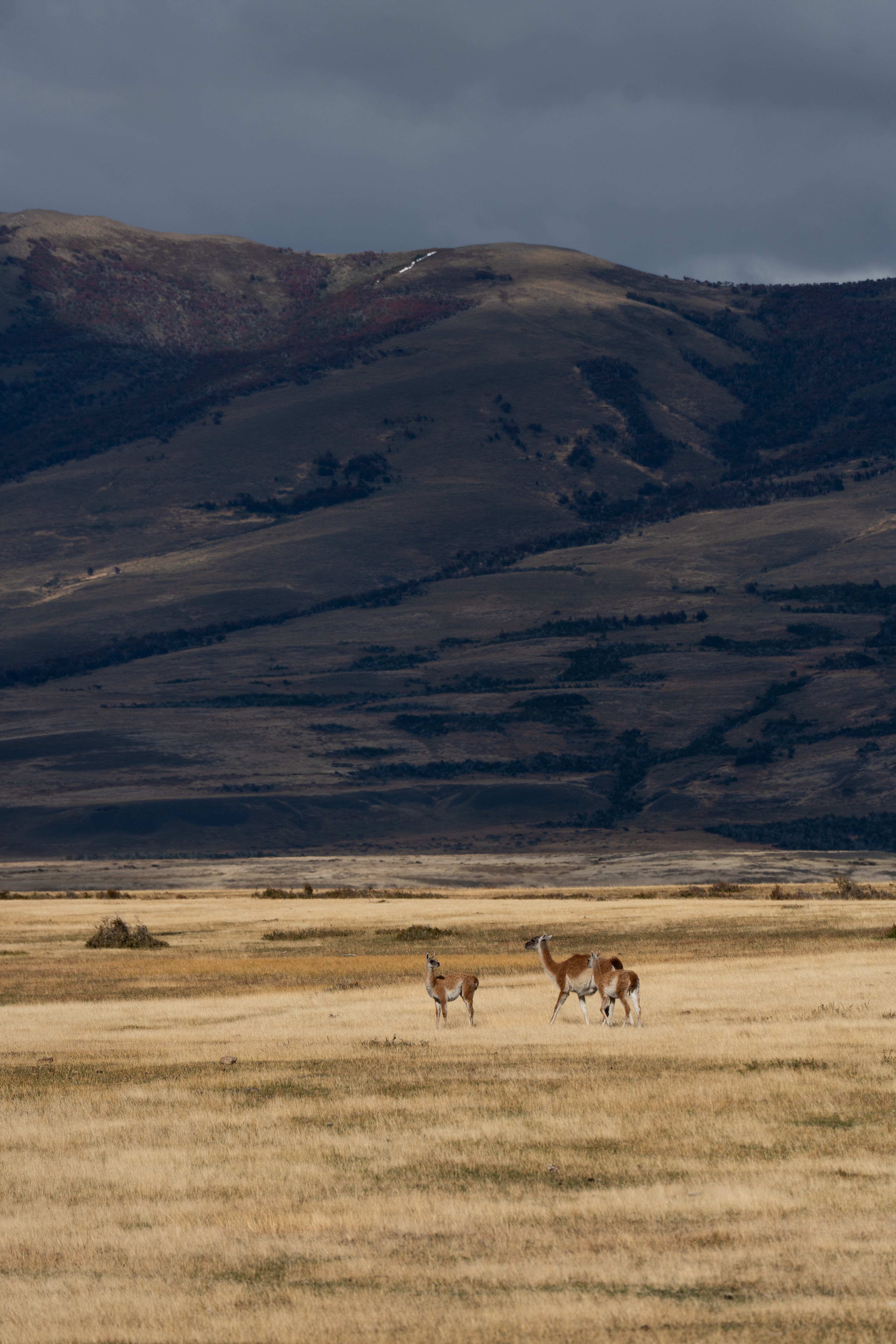 Torres Del Paine NP photo 4 by Bowen Hou