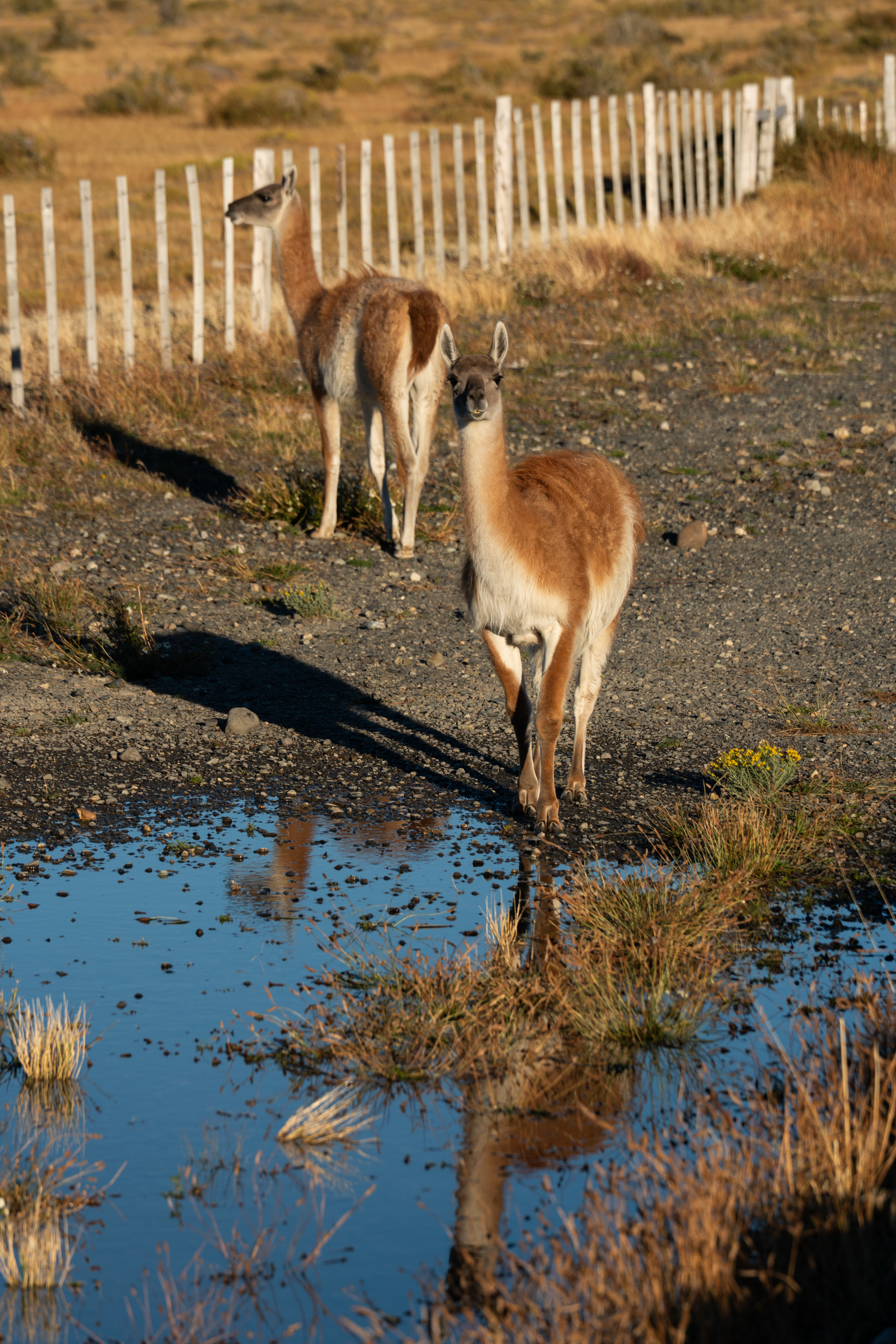 Torres Del Paine NP photo 5 by Bowen Hou