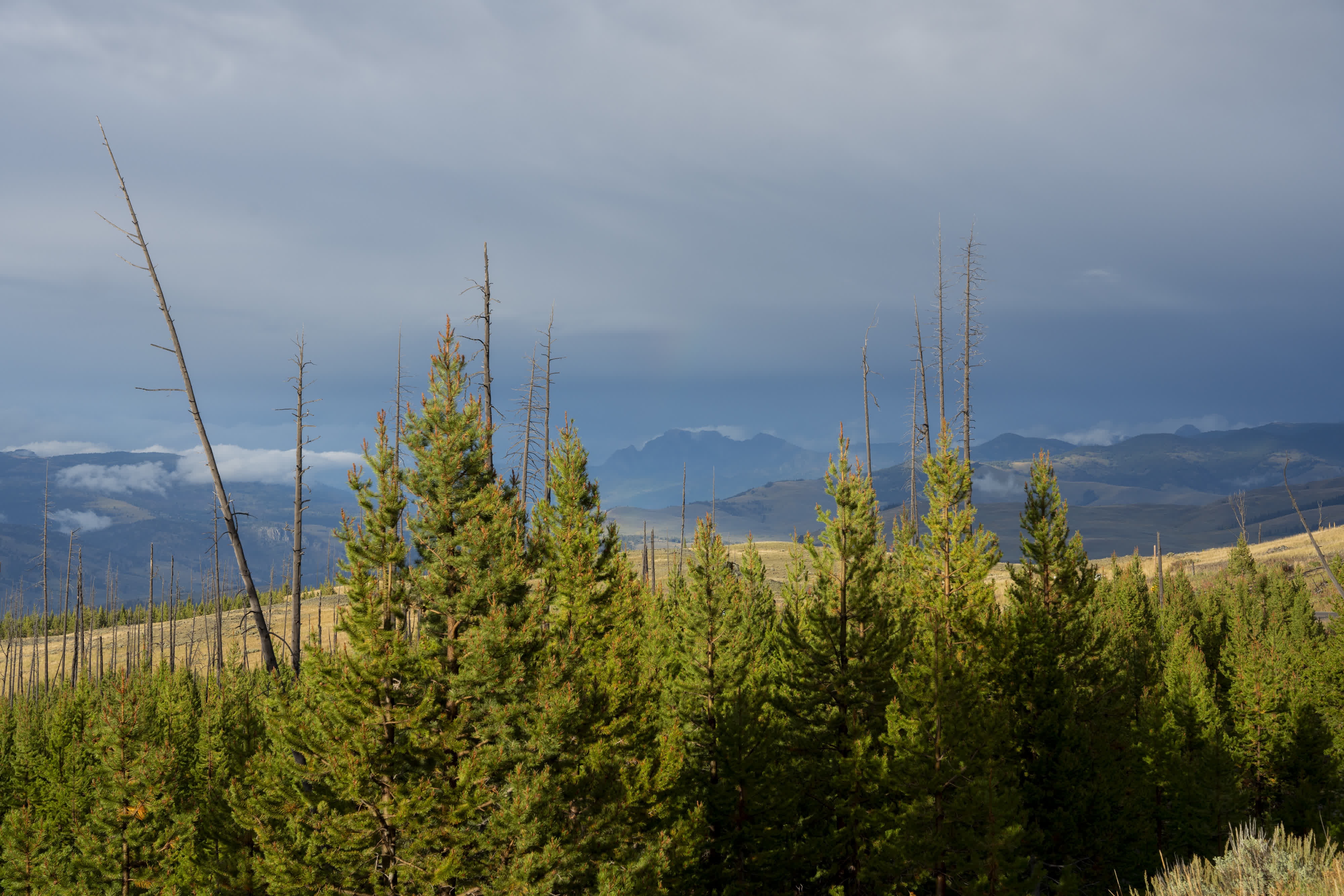 Yellowstone NP 2023 photo 3 by Bowen Hou